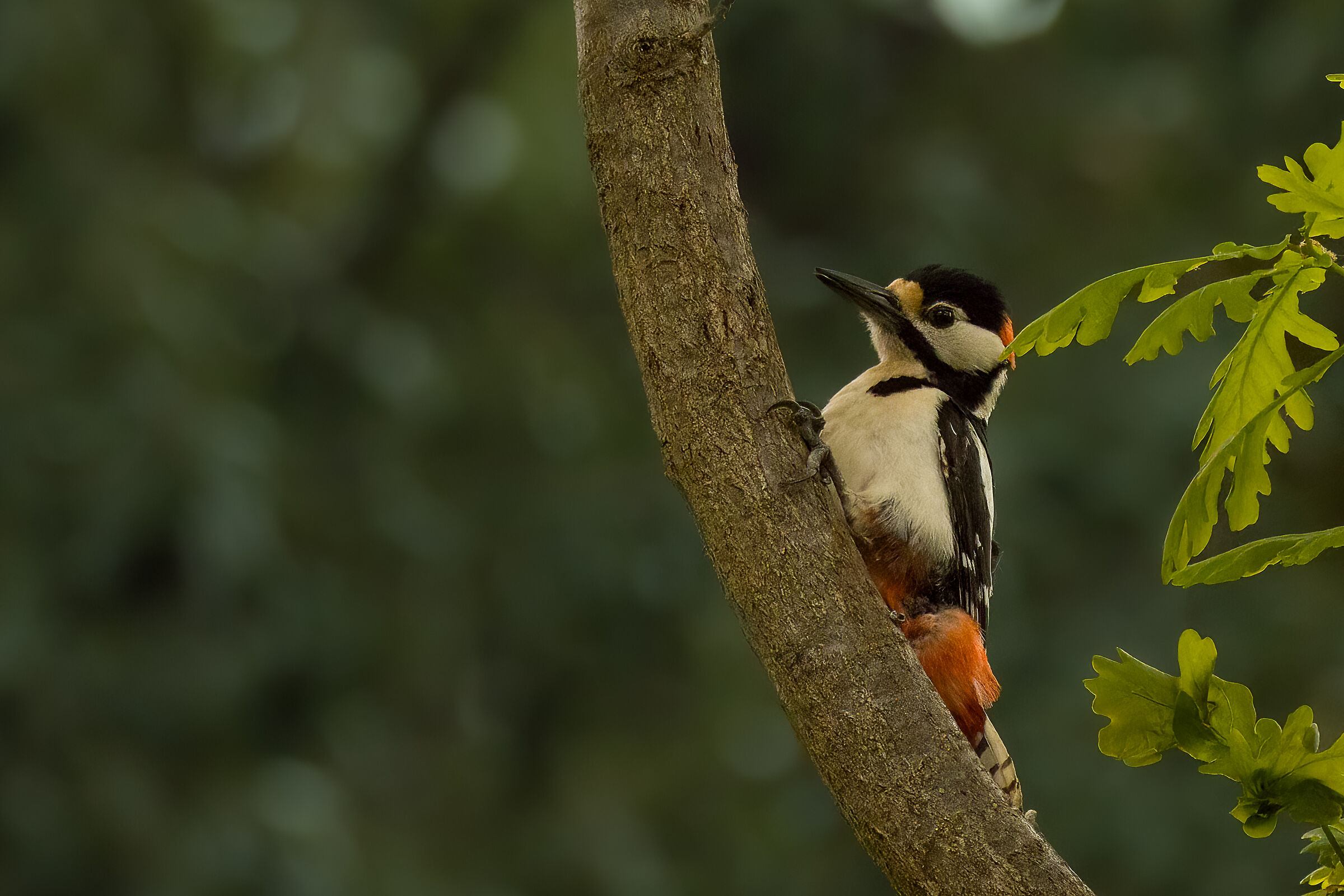 Great spotted woodpecker