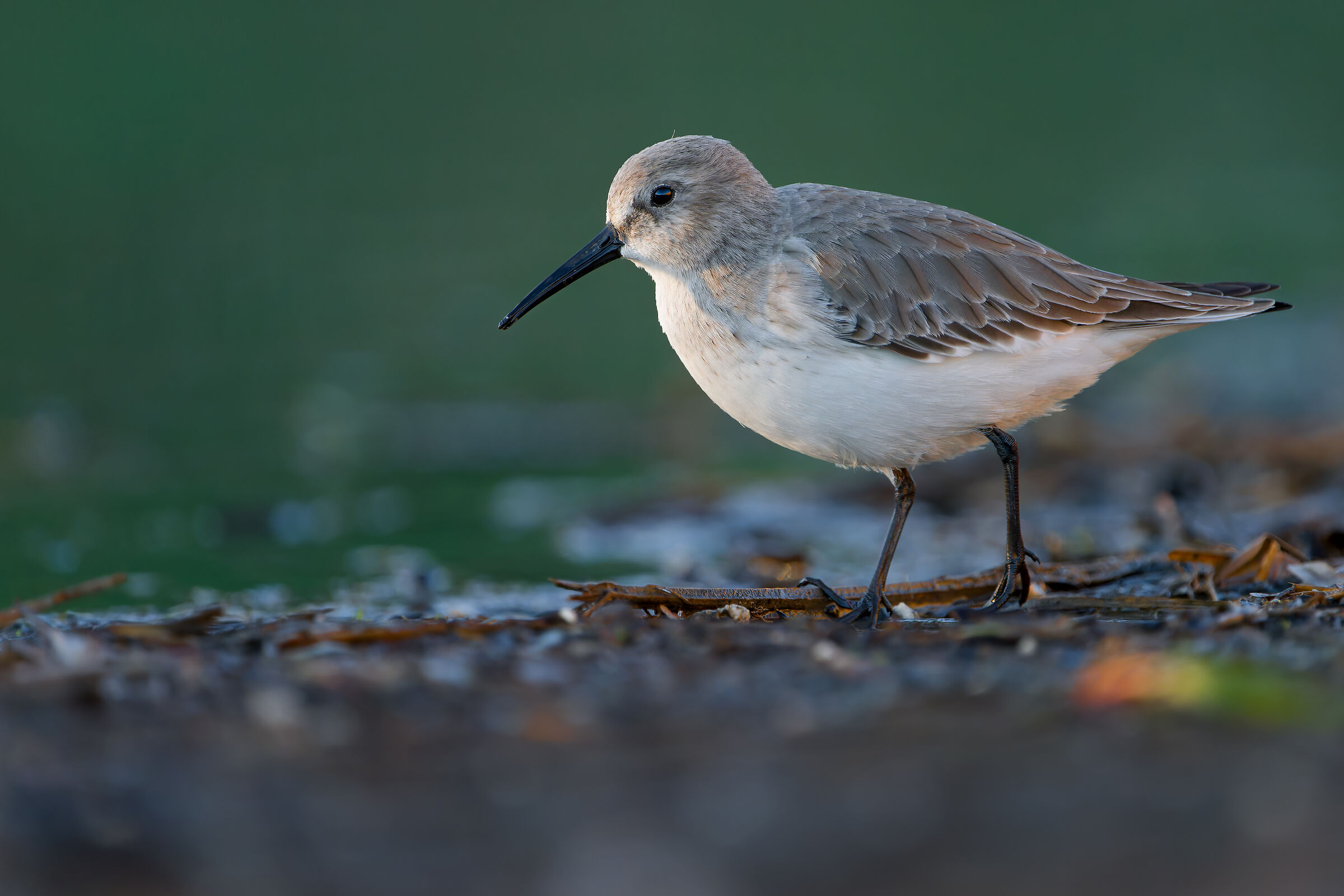 dunlin