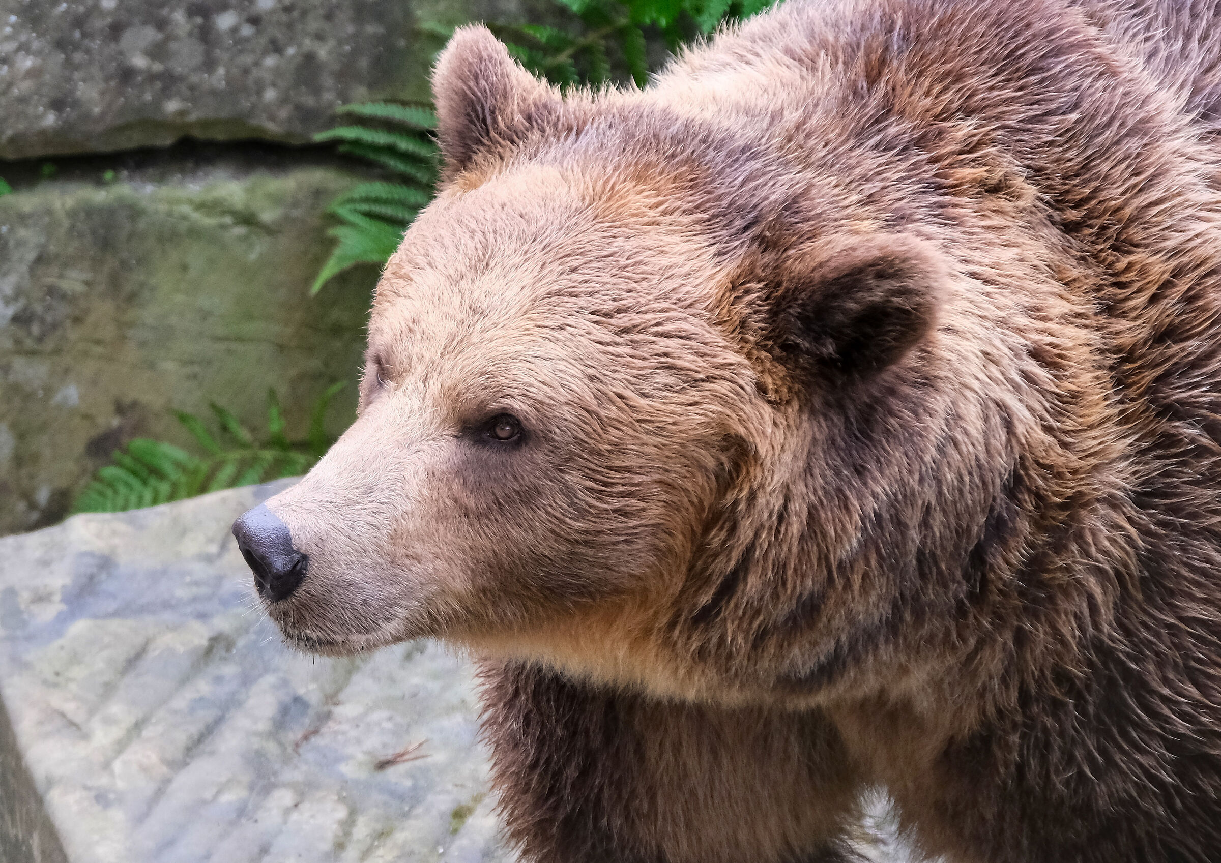 "Espressione Maestosa di un Orso Bruno"