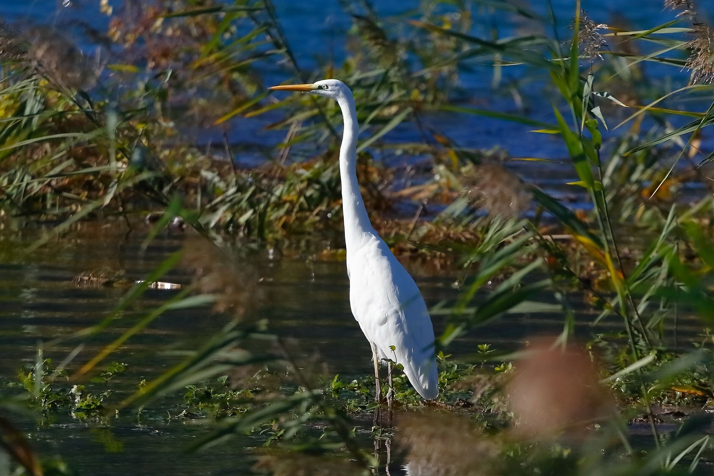 Heron BM November 5, 2023