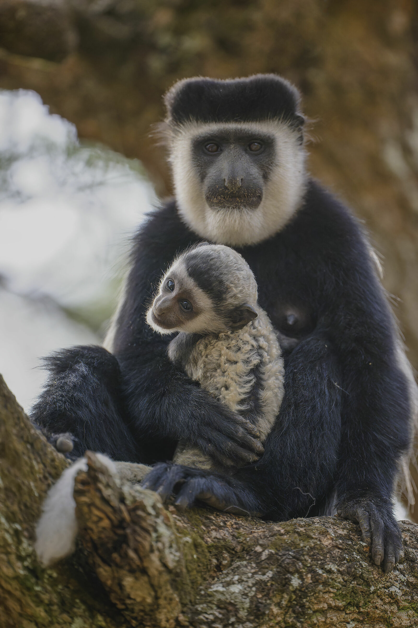 black and white colobus monkey