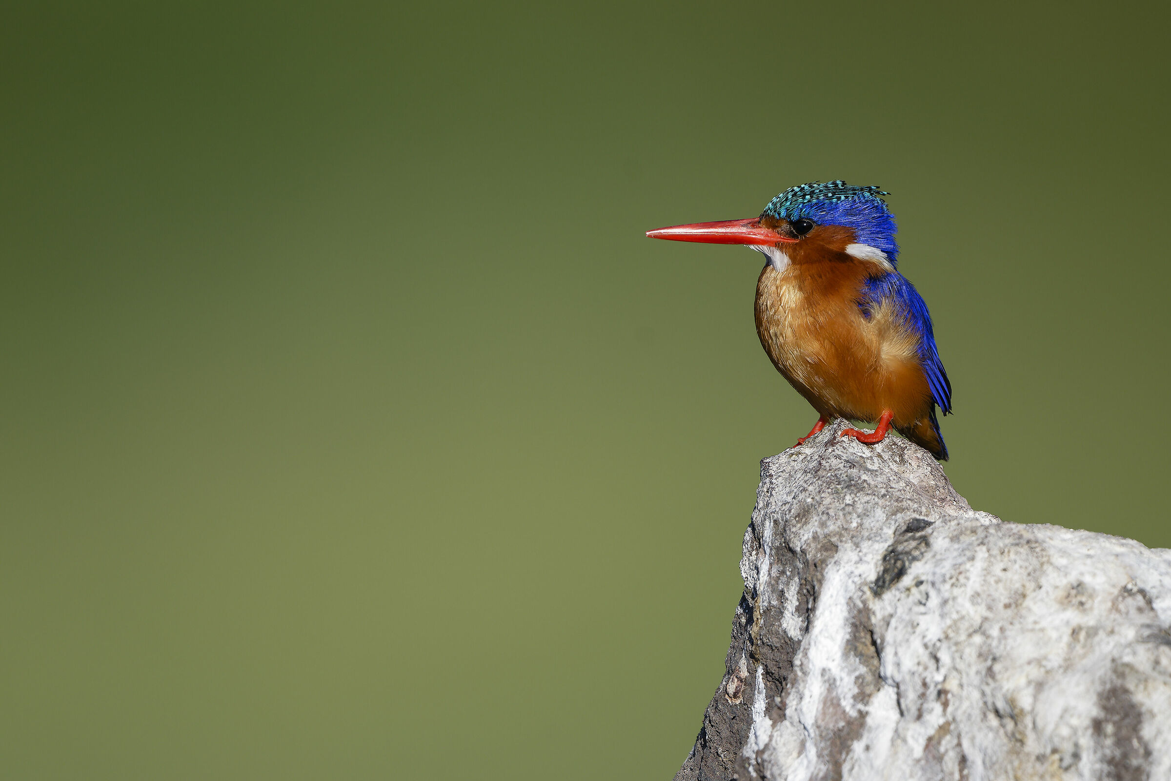 malachite king fisher