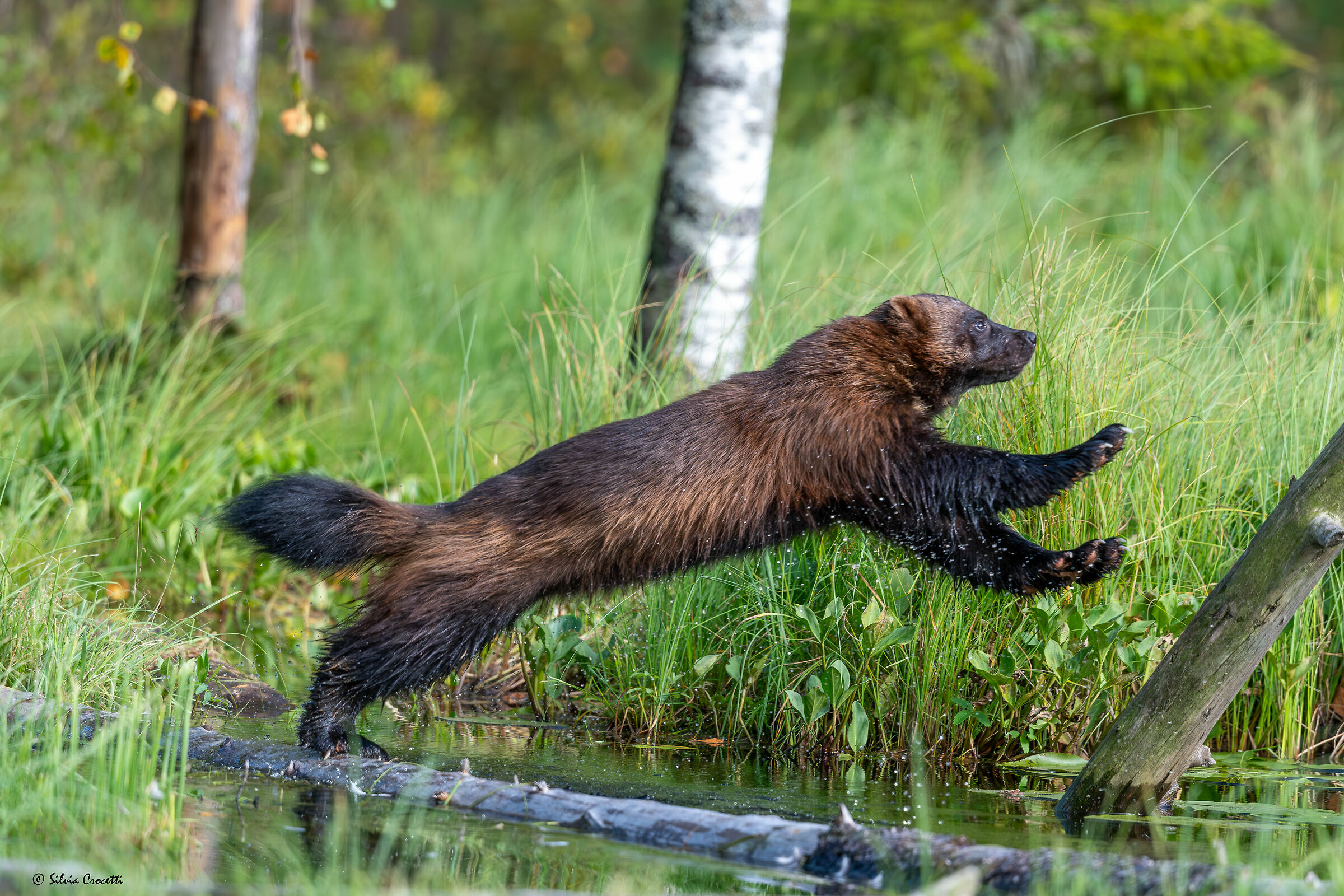 The Wolverine's Leap
