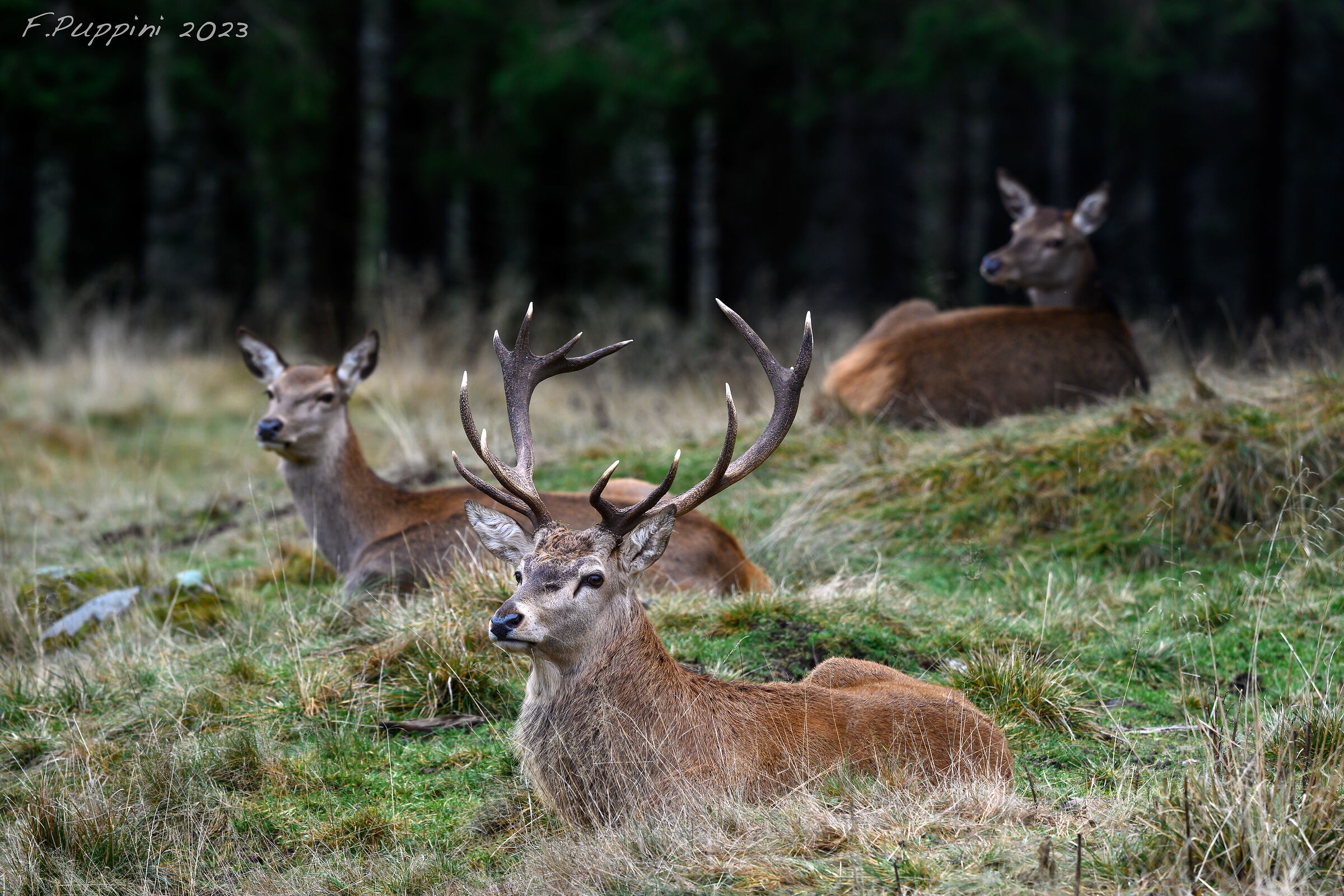 Cervi a Paneveggio 1
