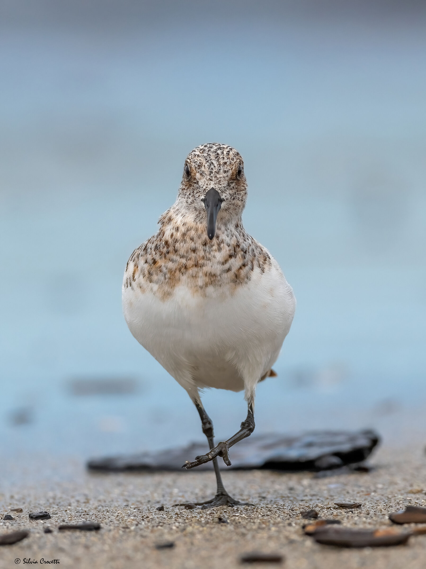 Three-toed sandpiper posing