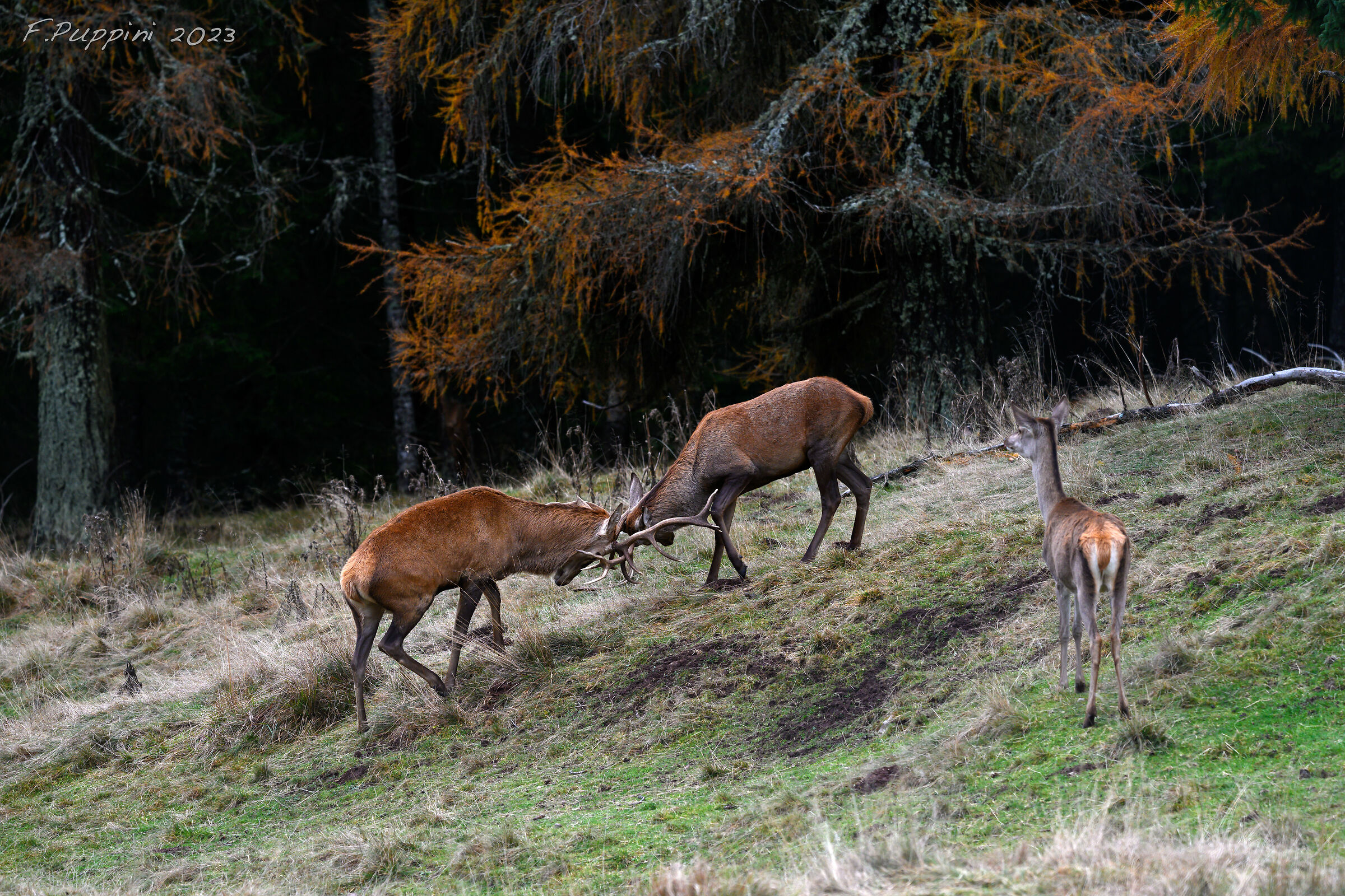 Cervi a Paneveggio 3