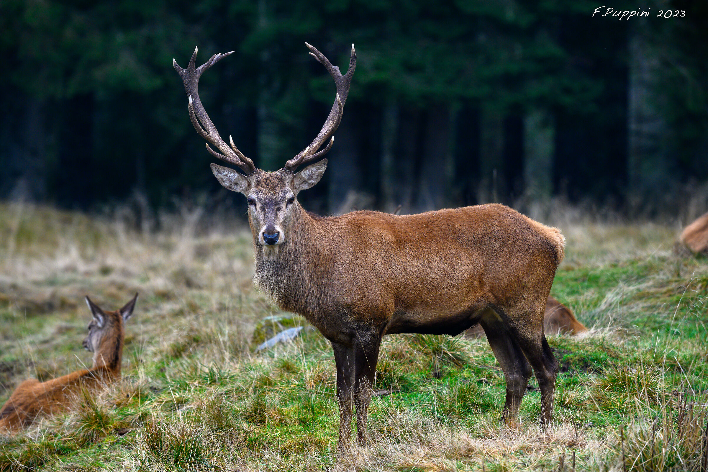 Cervi a Paneveggio 3