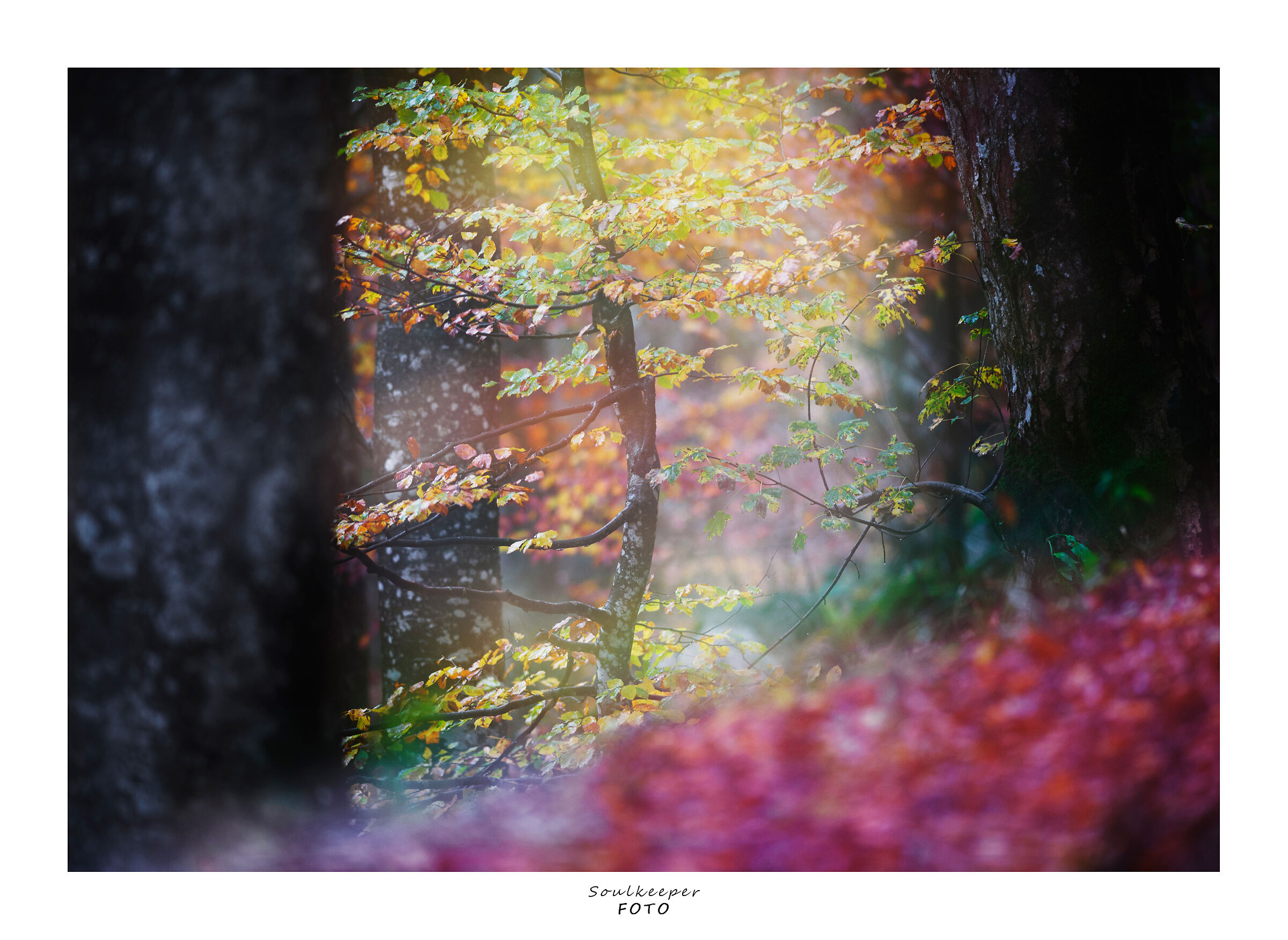 Three (Tree) colours.