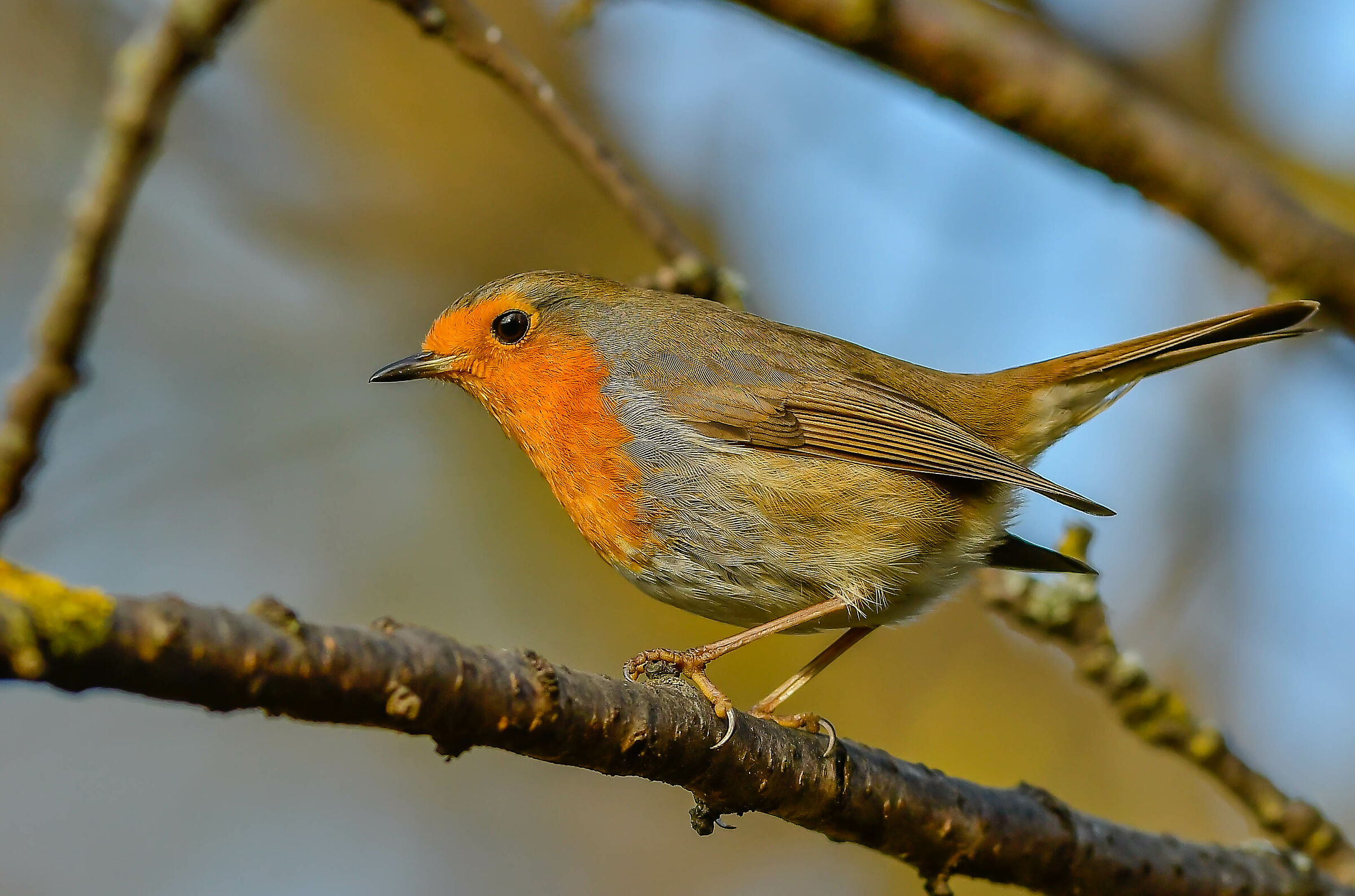 Robin