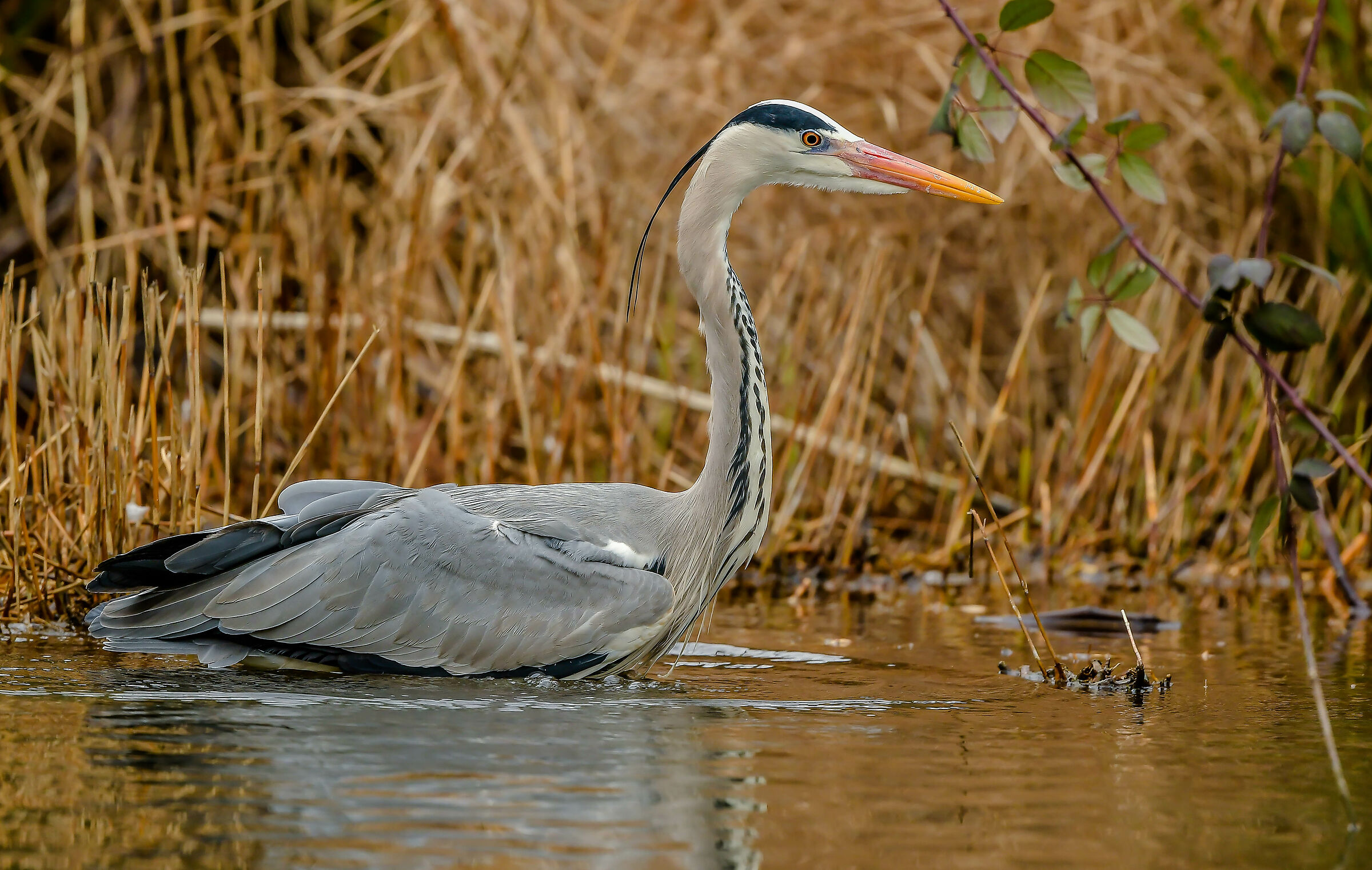 Grey heron