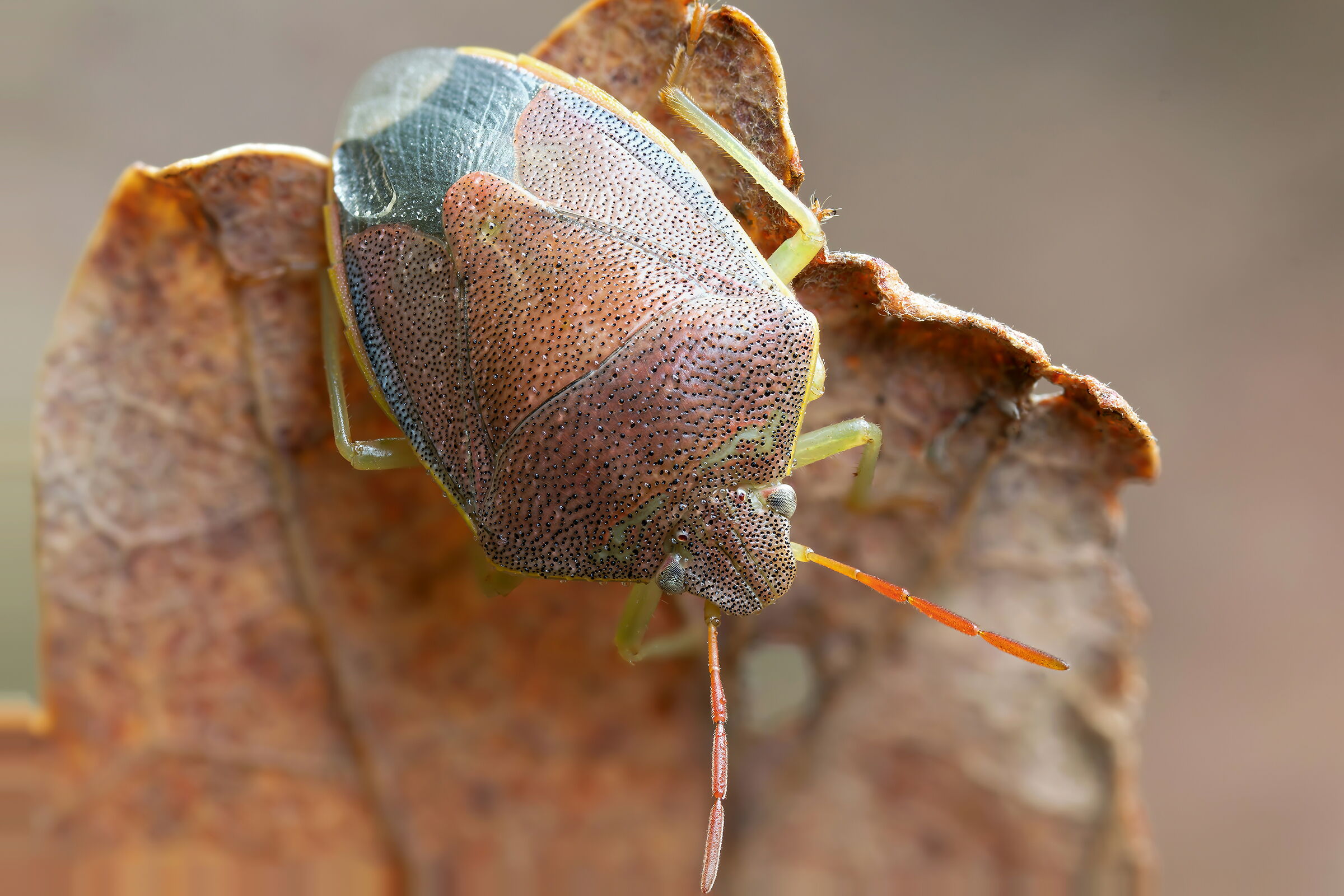 Piezodorus lituratus