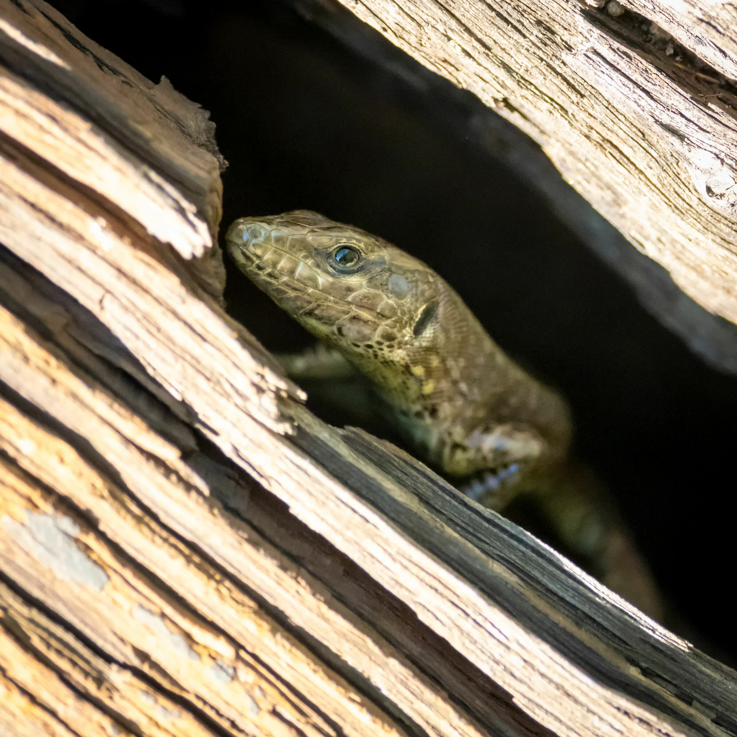 Hide-and-seek