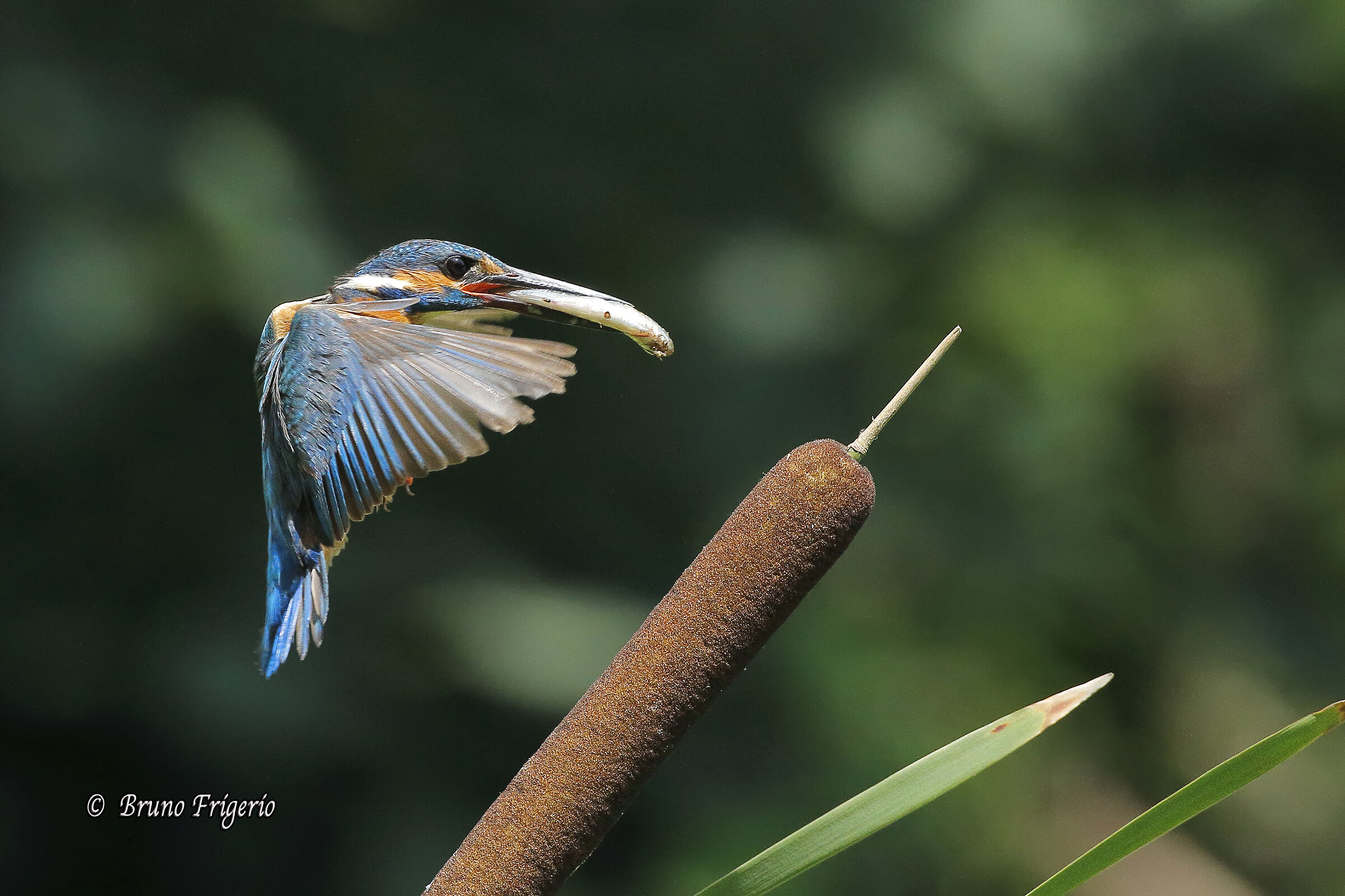 KINGFISHER coming soon