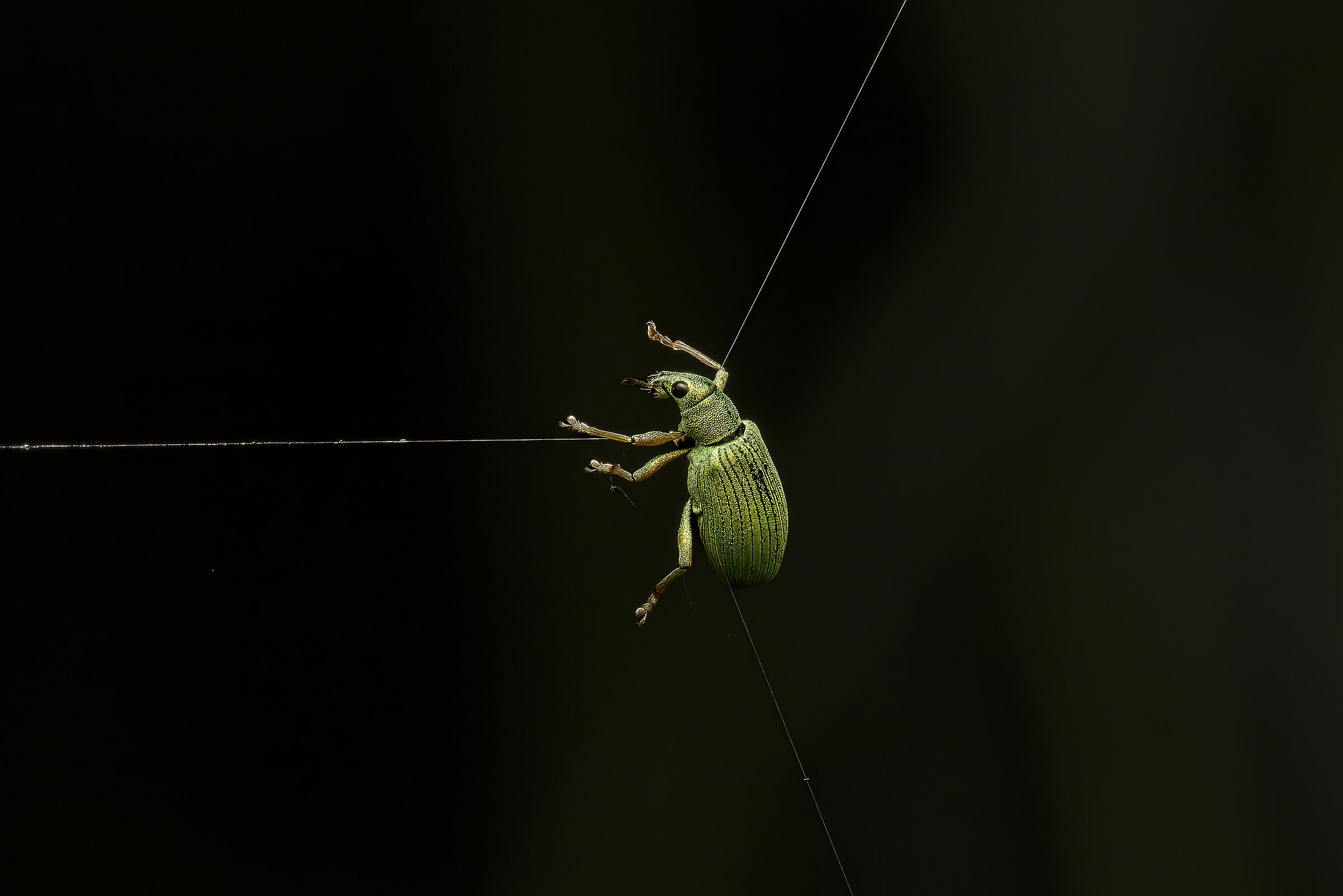 Polydrosus impressionifrons
