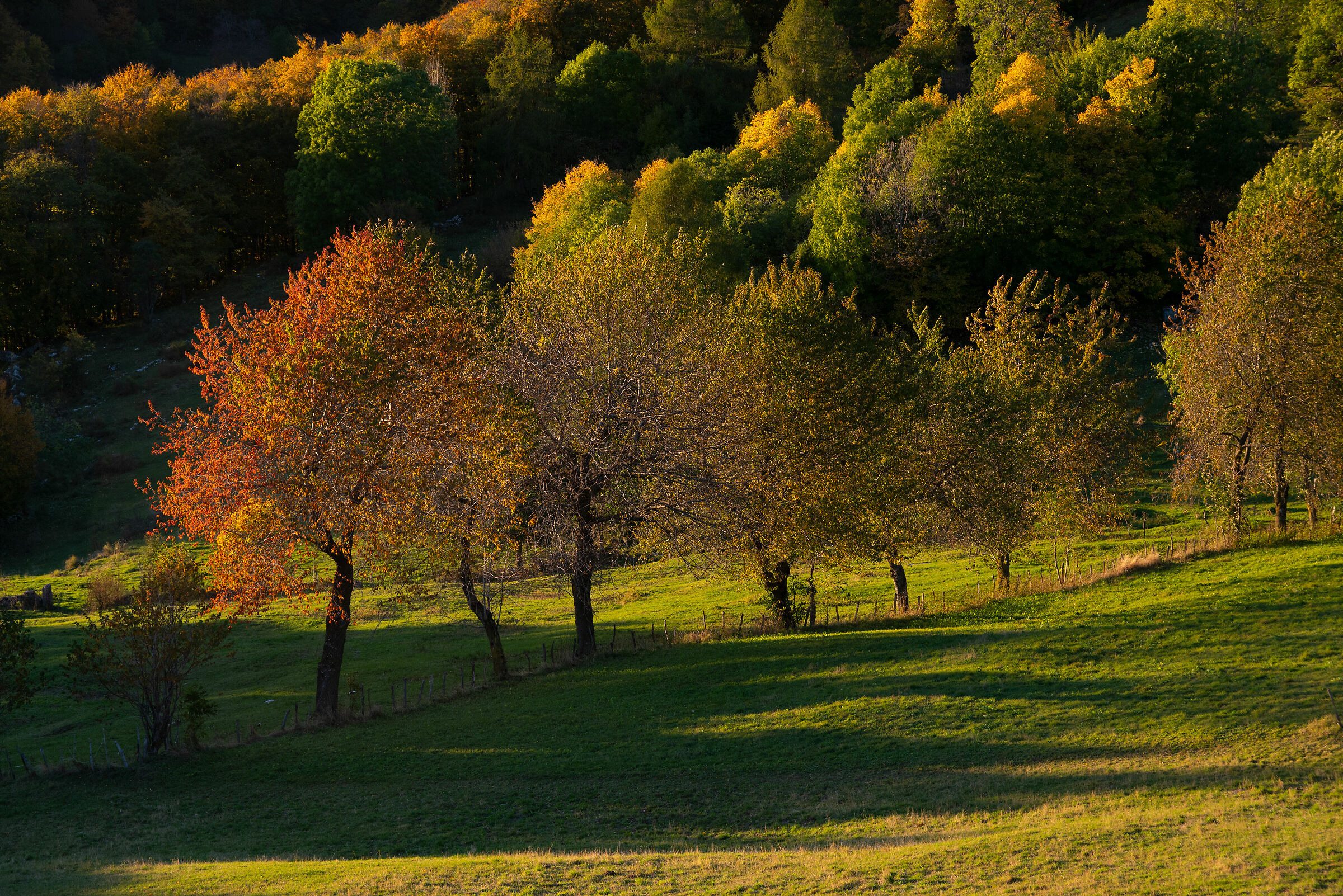 Il pennello autunnale