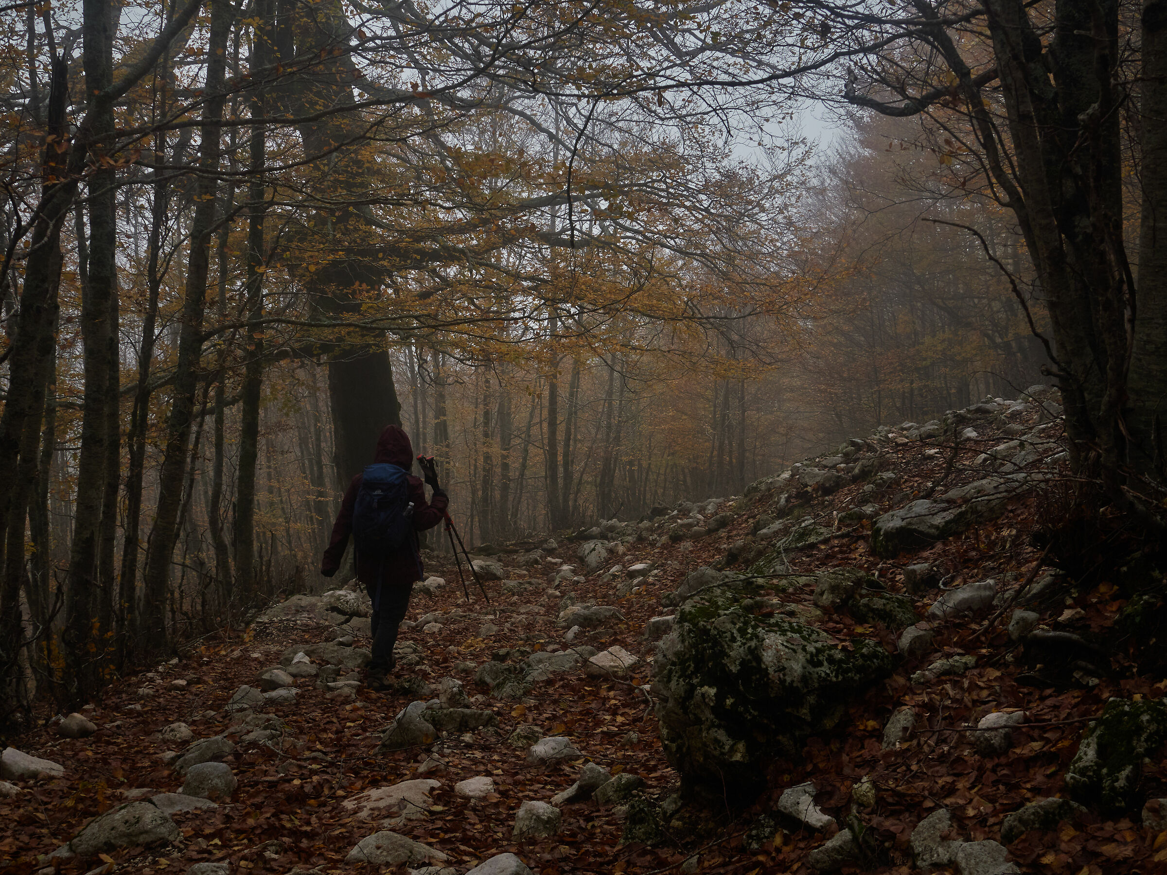 Come, there's a house in the woods