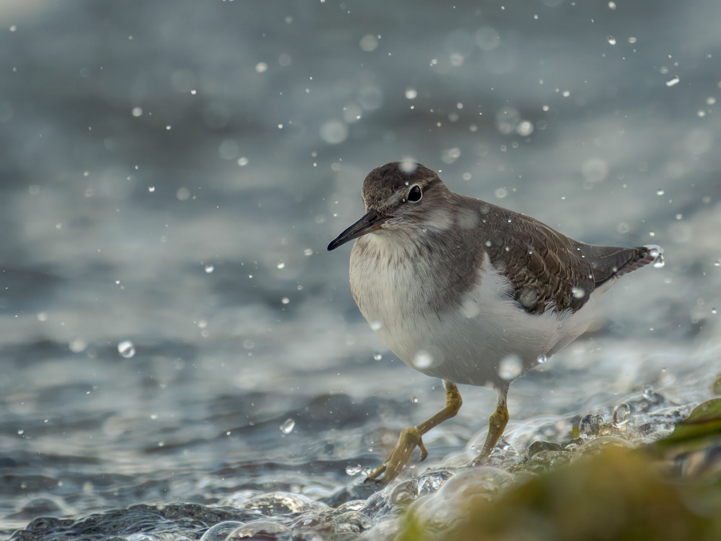Pyro Pyro Short-eared sandpiper