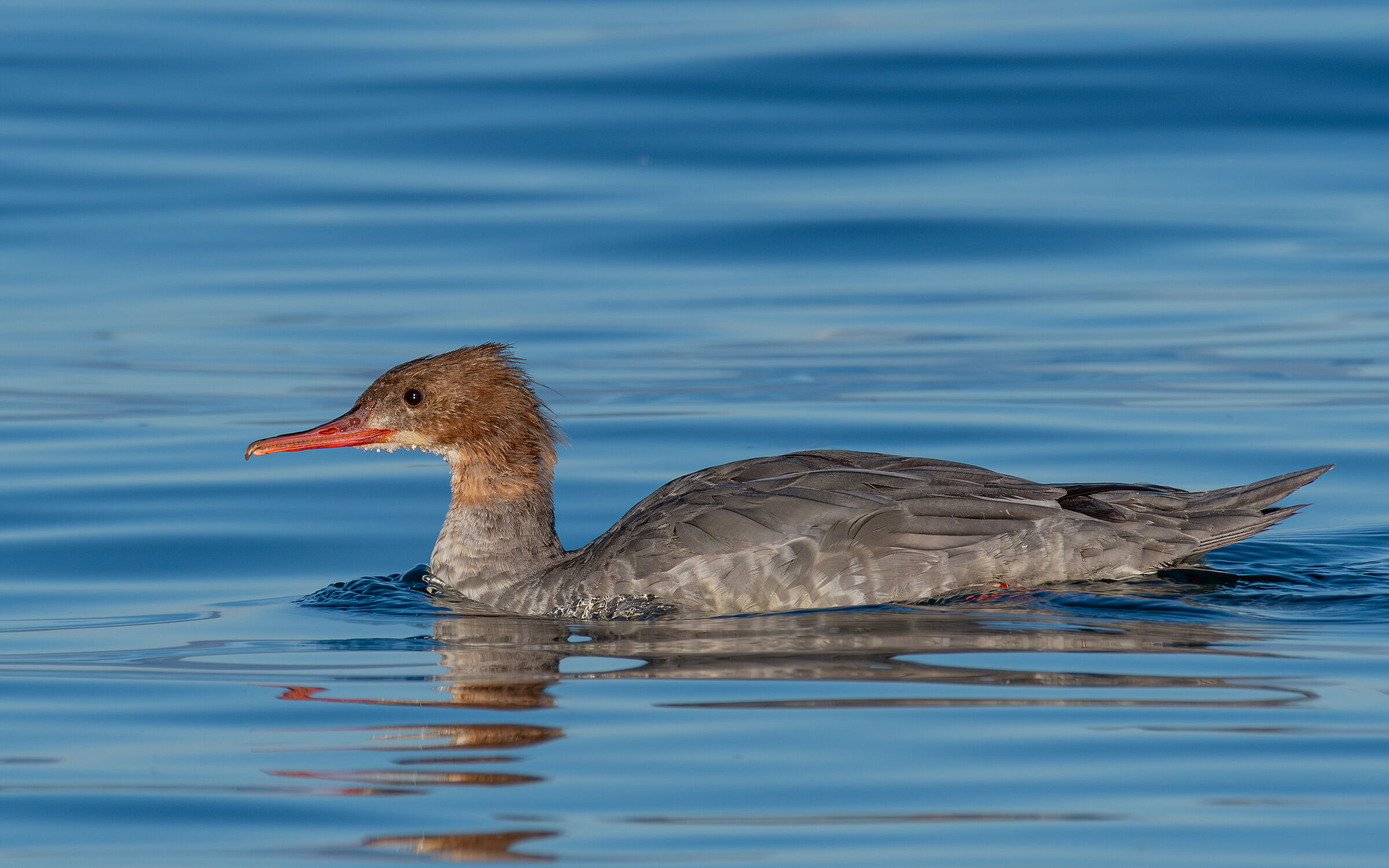 Female Merganser