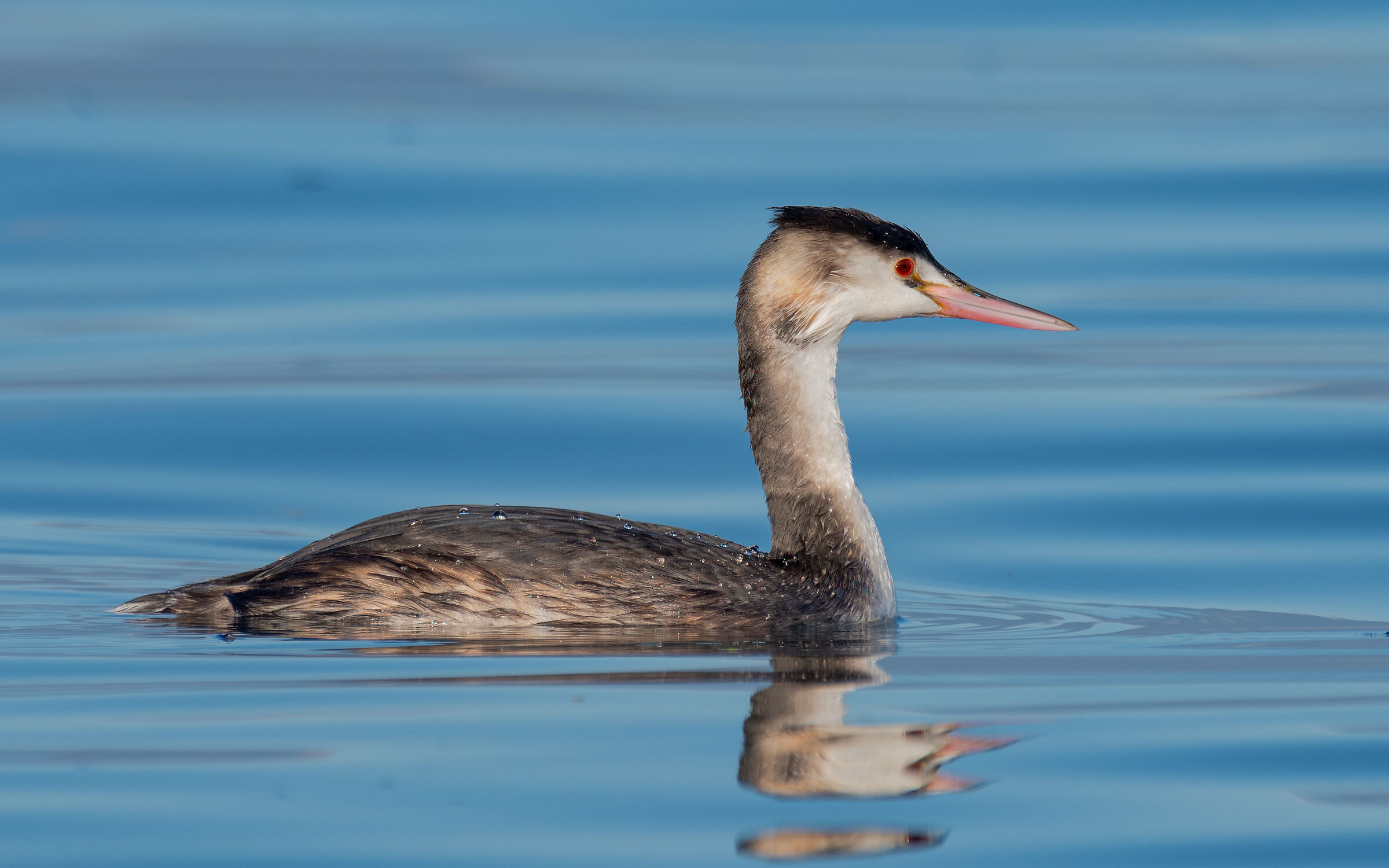 Great crested grebe