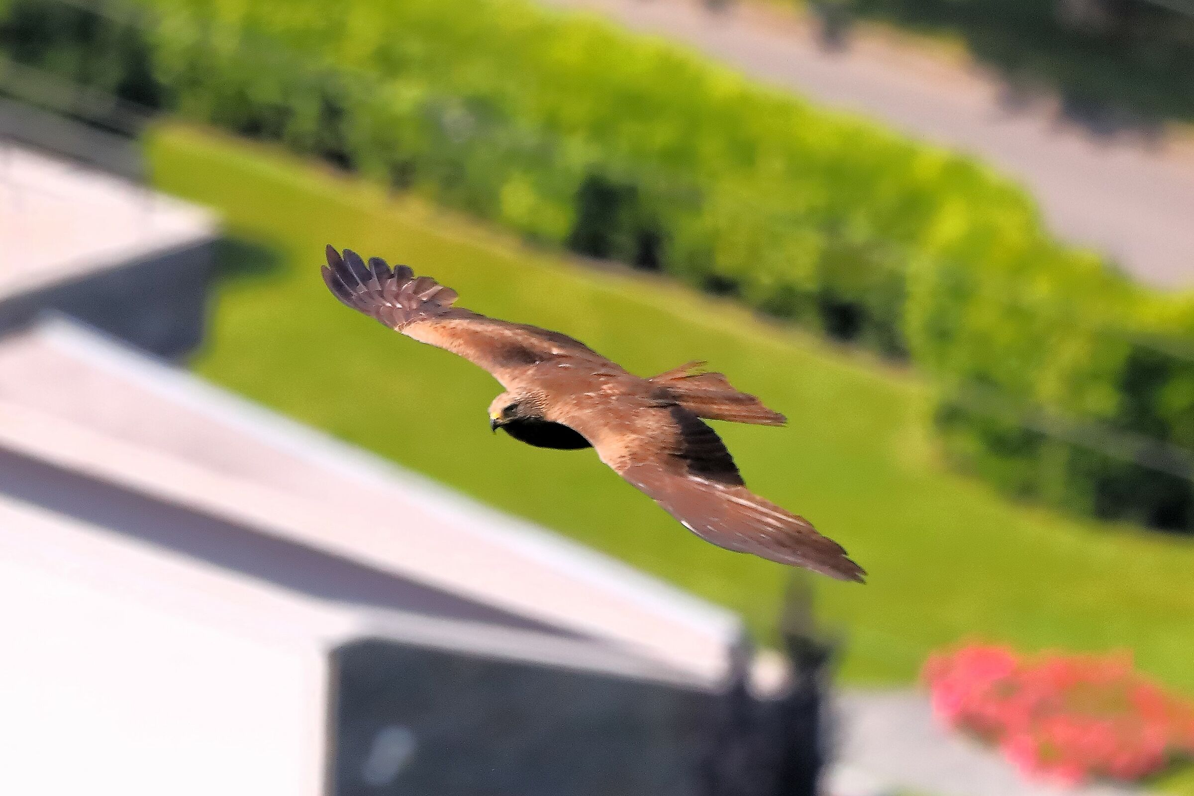 Black Kite 08-06-2023