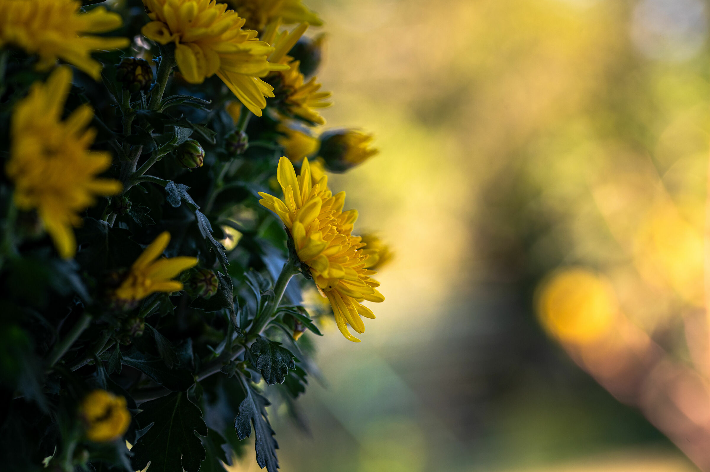 Pink flowers in the garden