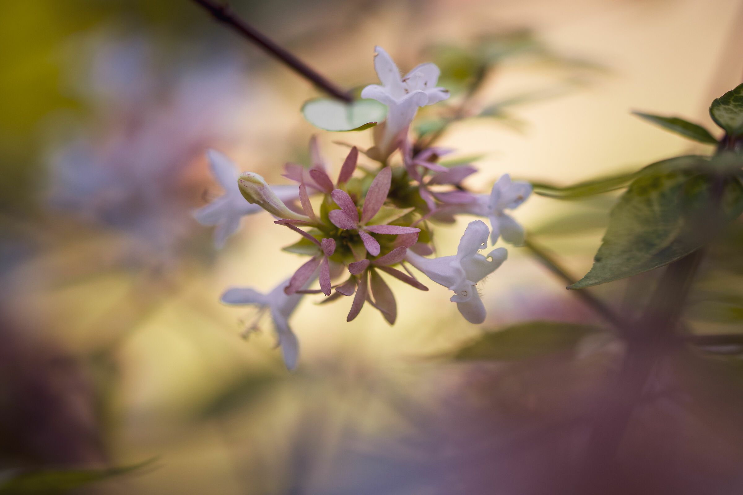 Yellow flowers in the garden