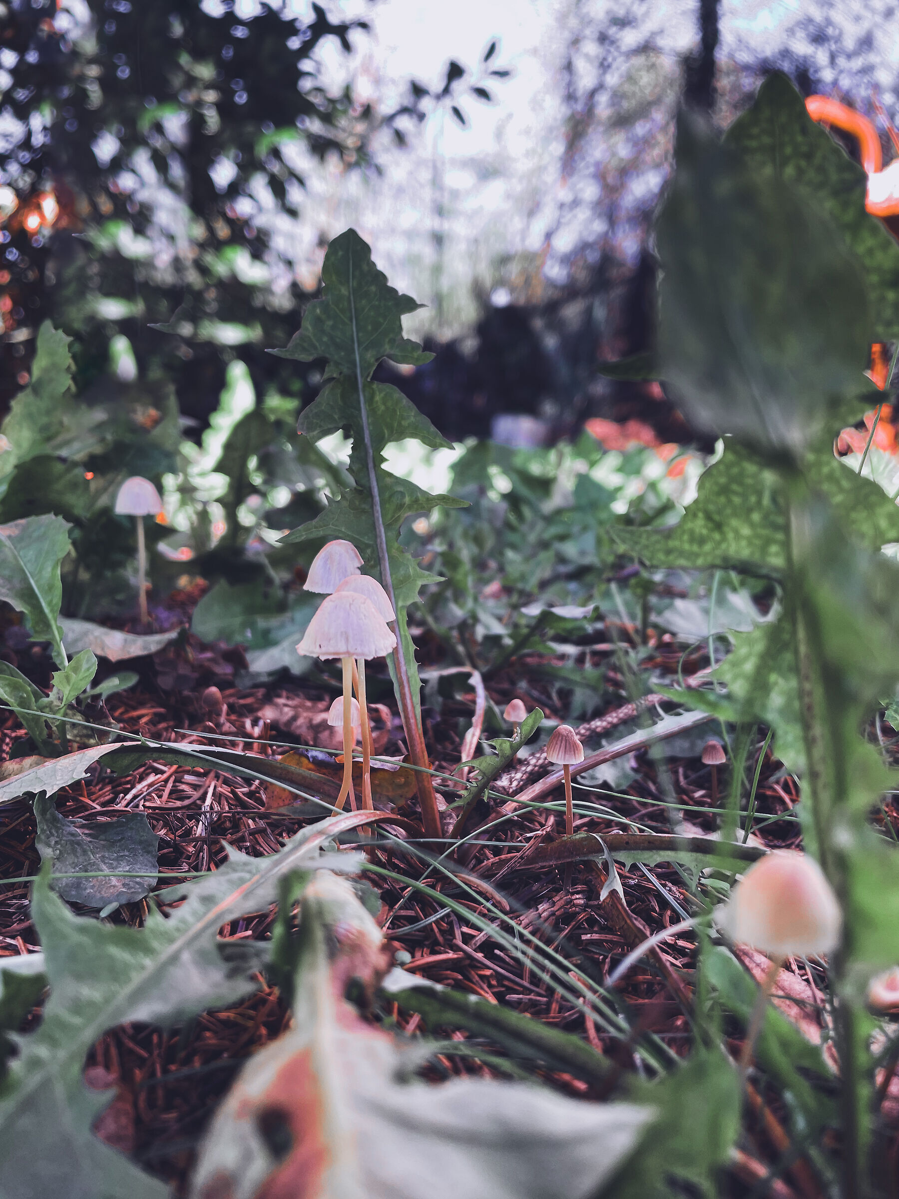 Friends in the garden