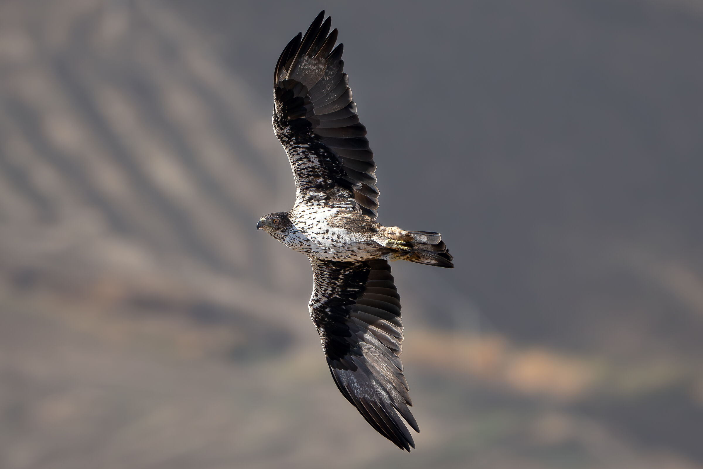 Bonelli's Eagle
