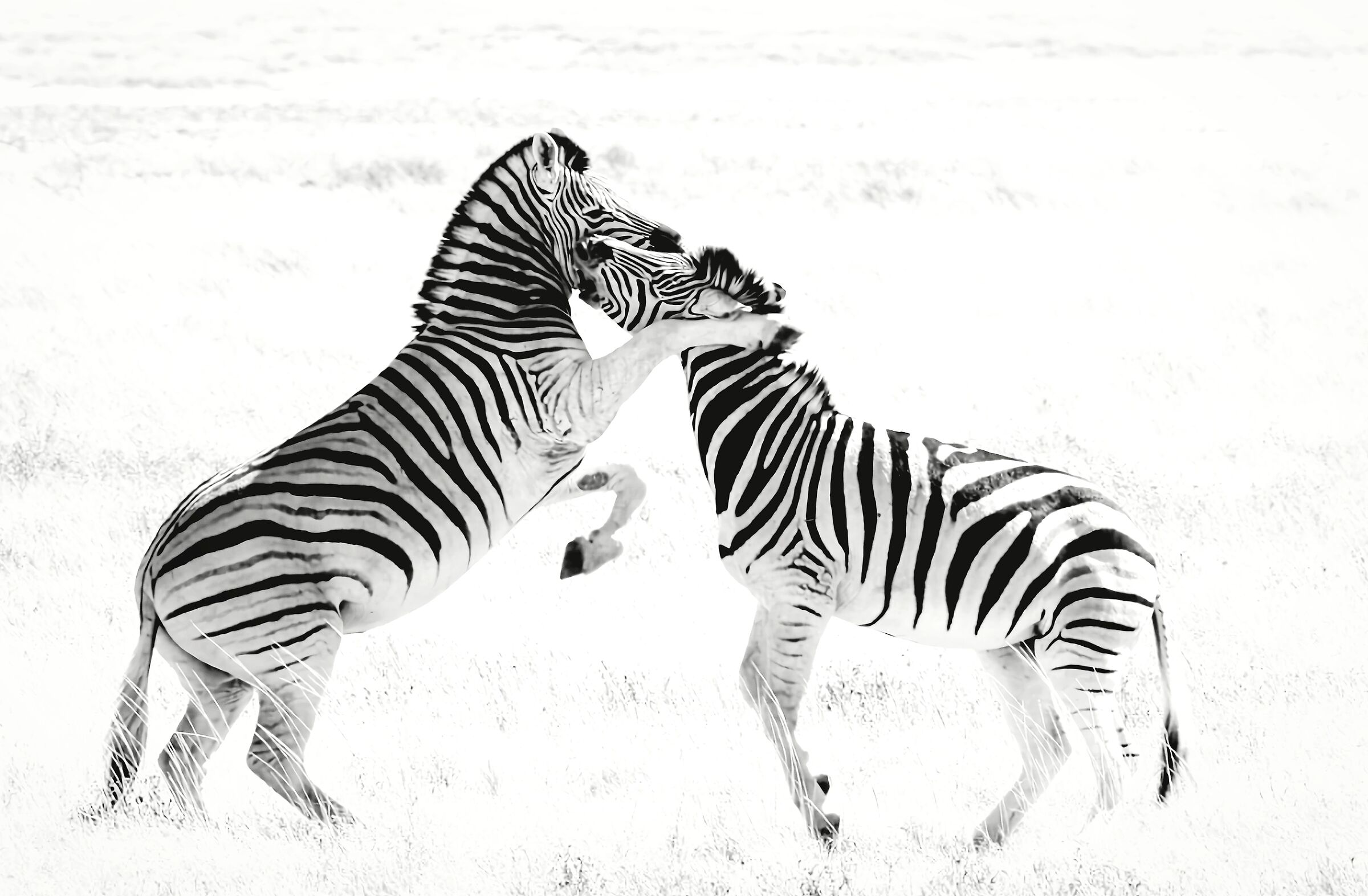 Zebras