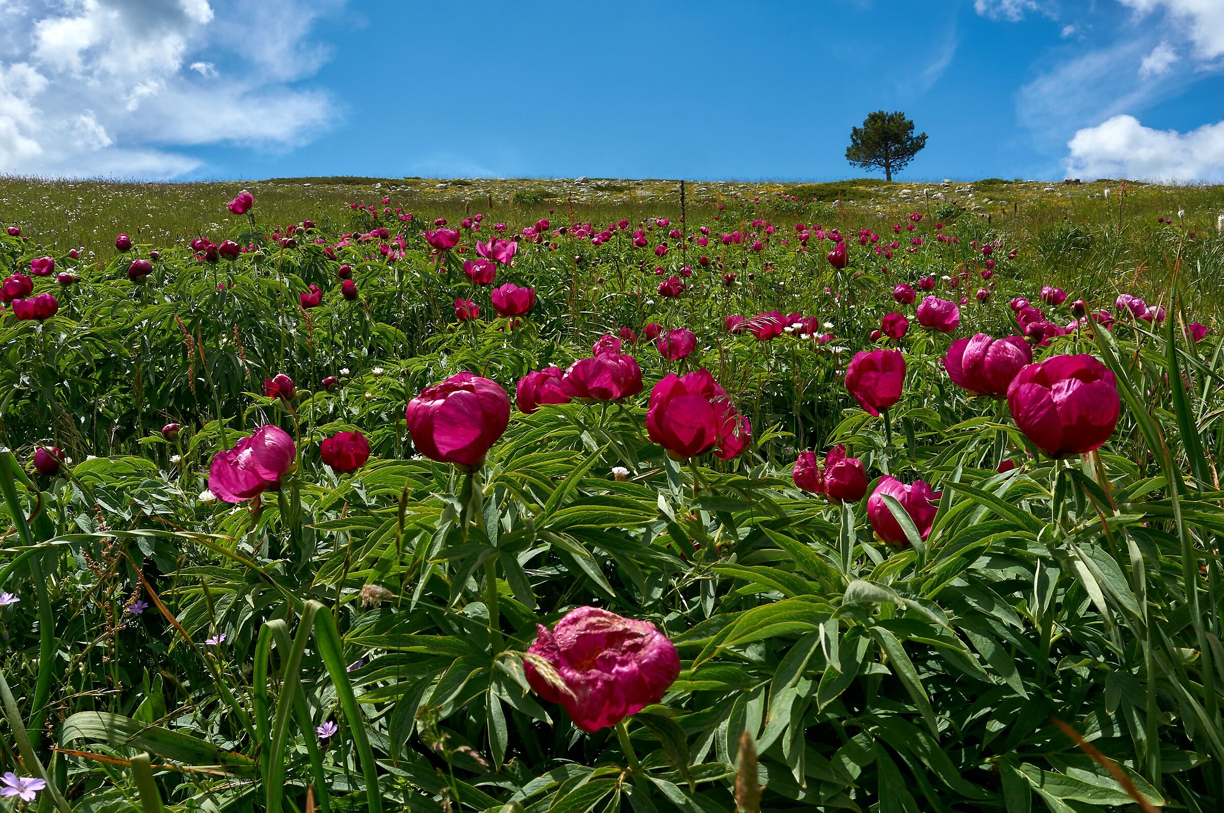 Peonie in fiore