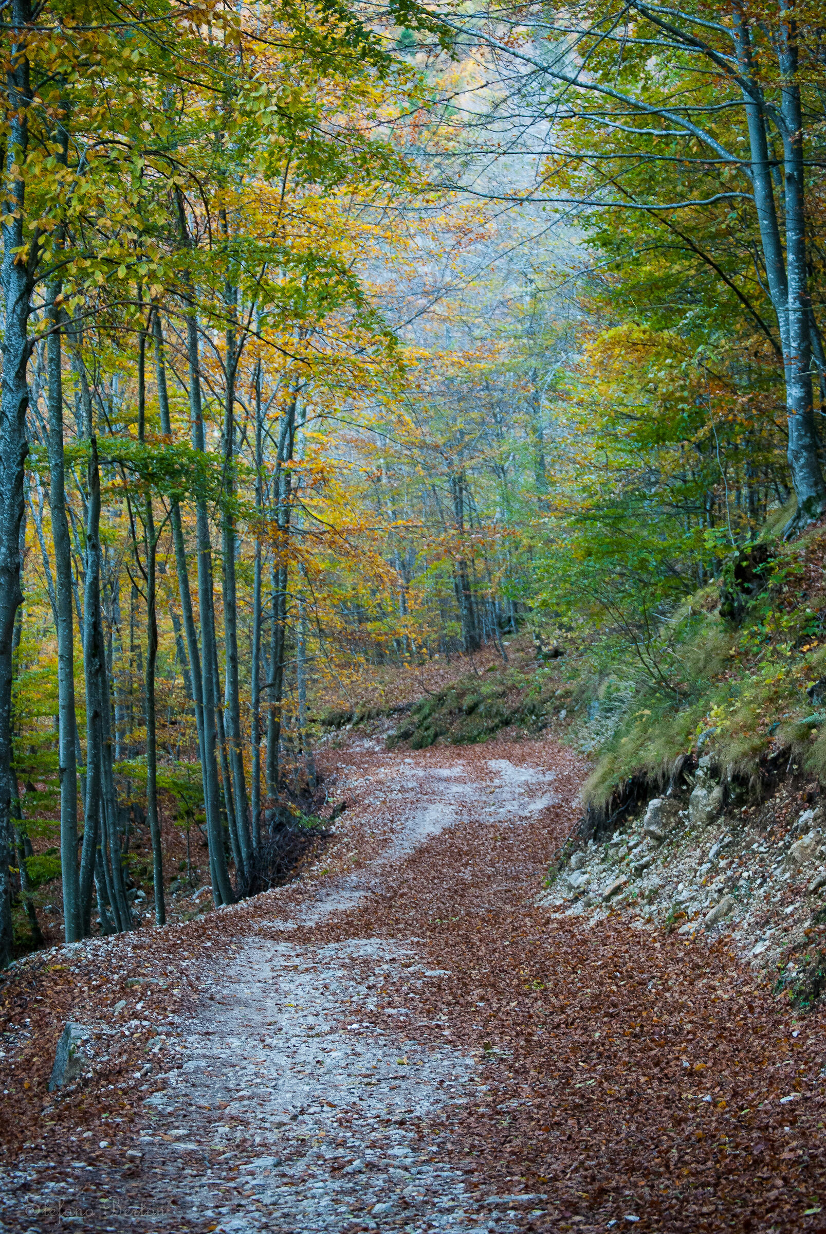 Sentiero dei Grandi Alberi