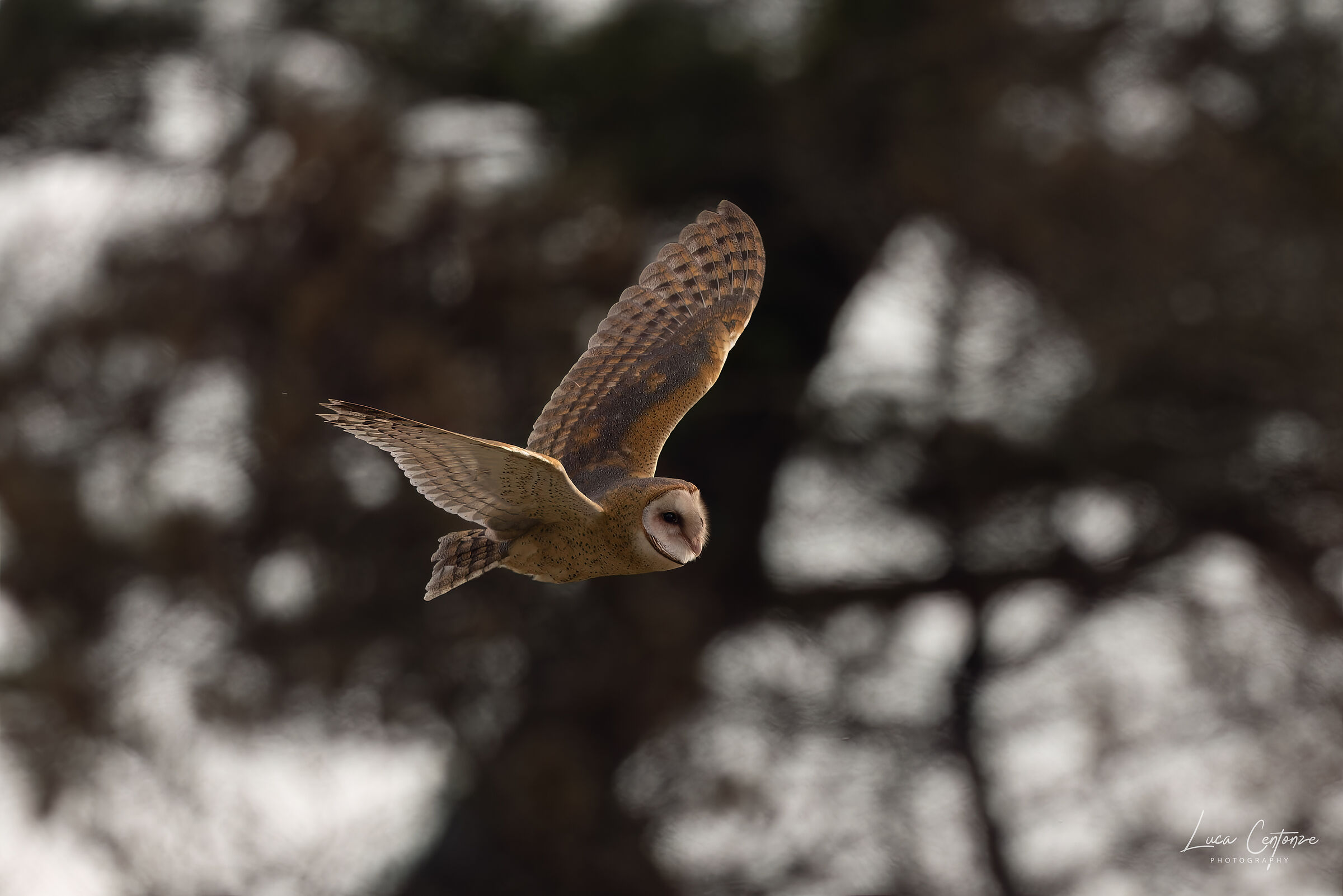 Barn Owl (Tyto alba)