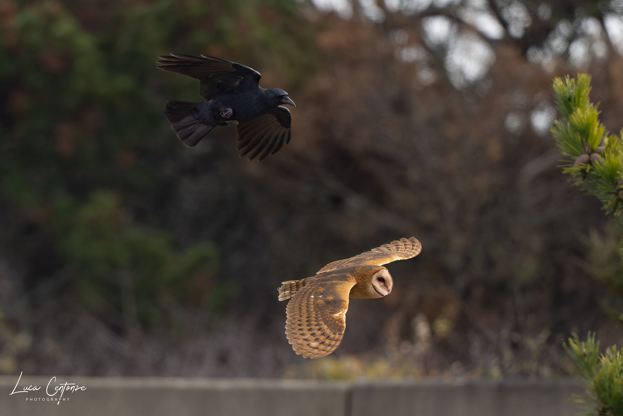 Barn Owl (Tyto alba)