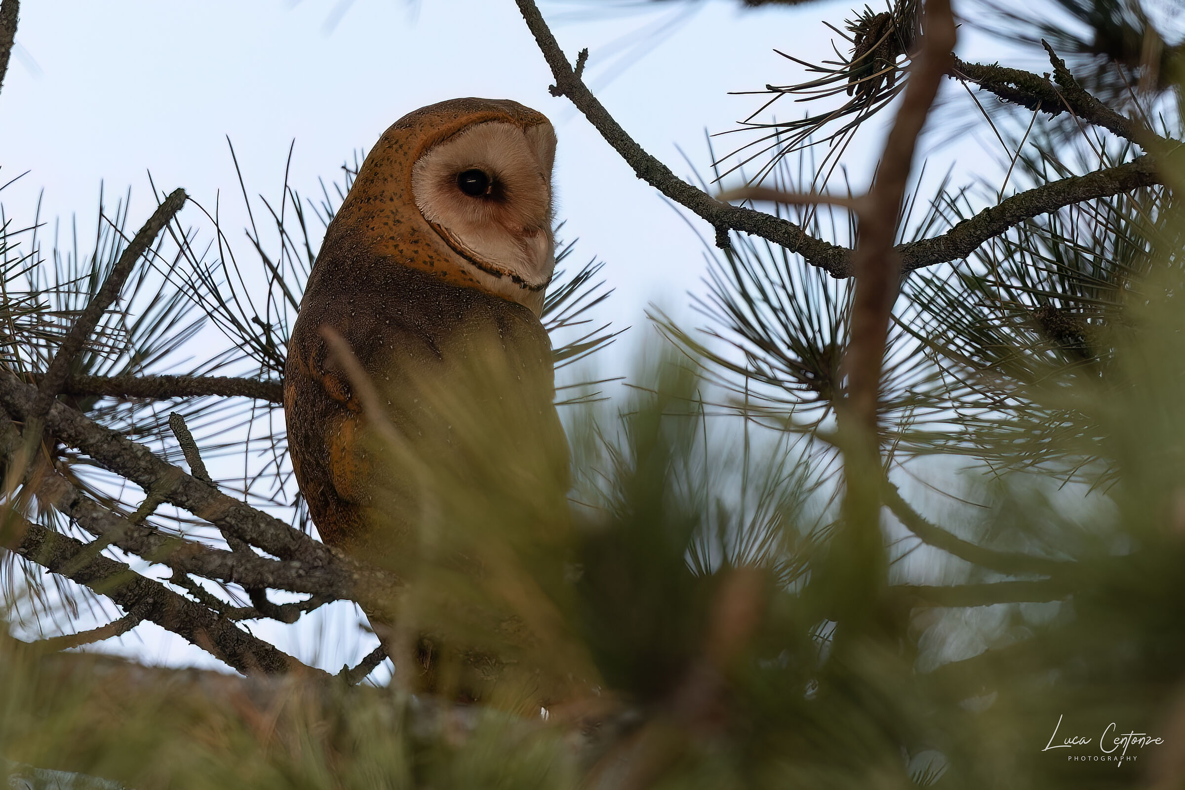 Barn Owl (Tyto alba)