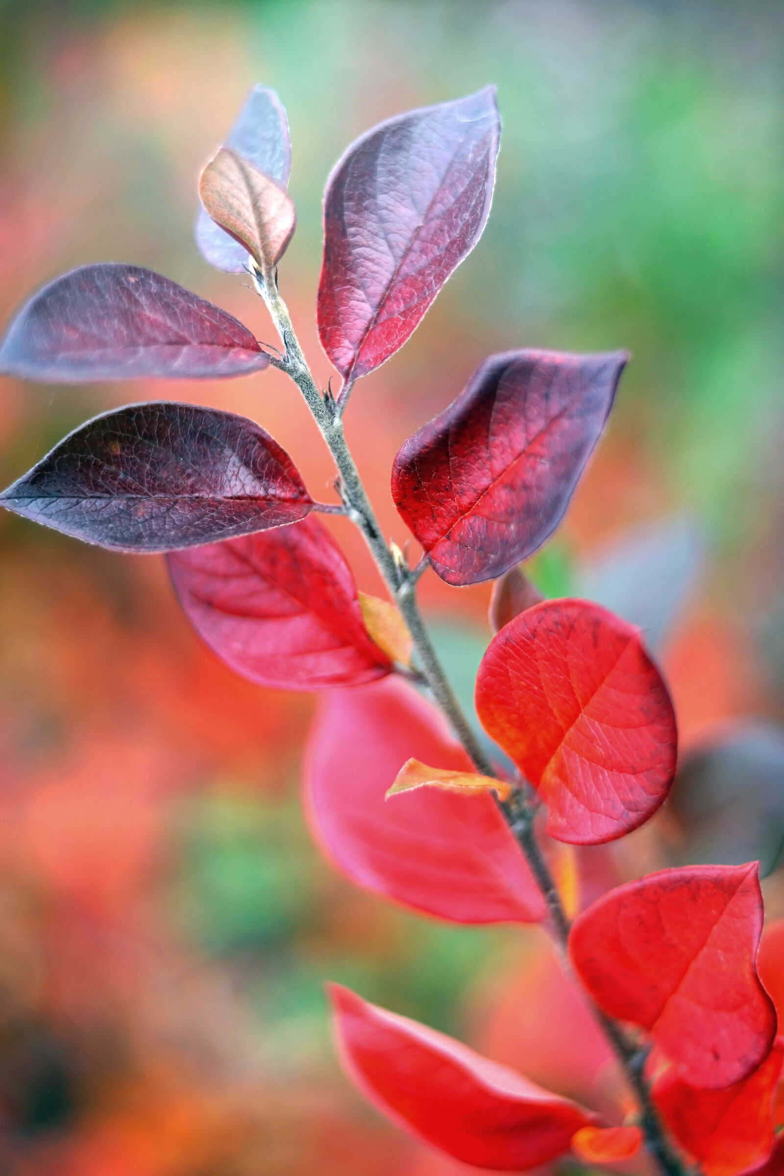 Leica Hektor 2.5/85 projection lens