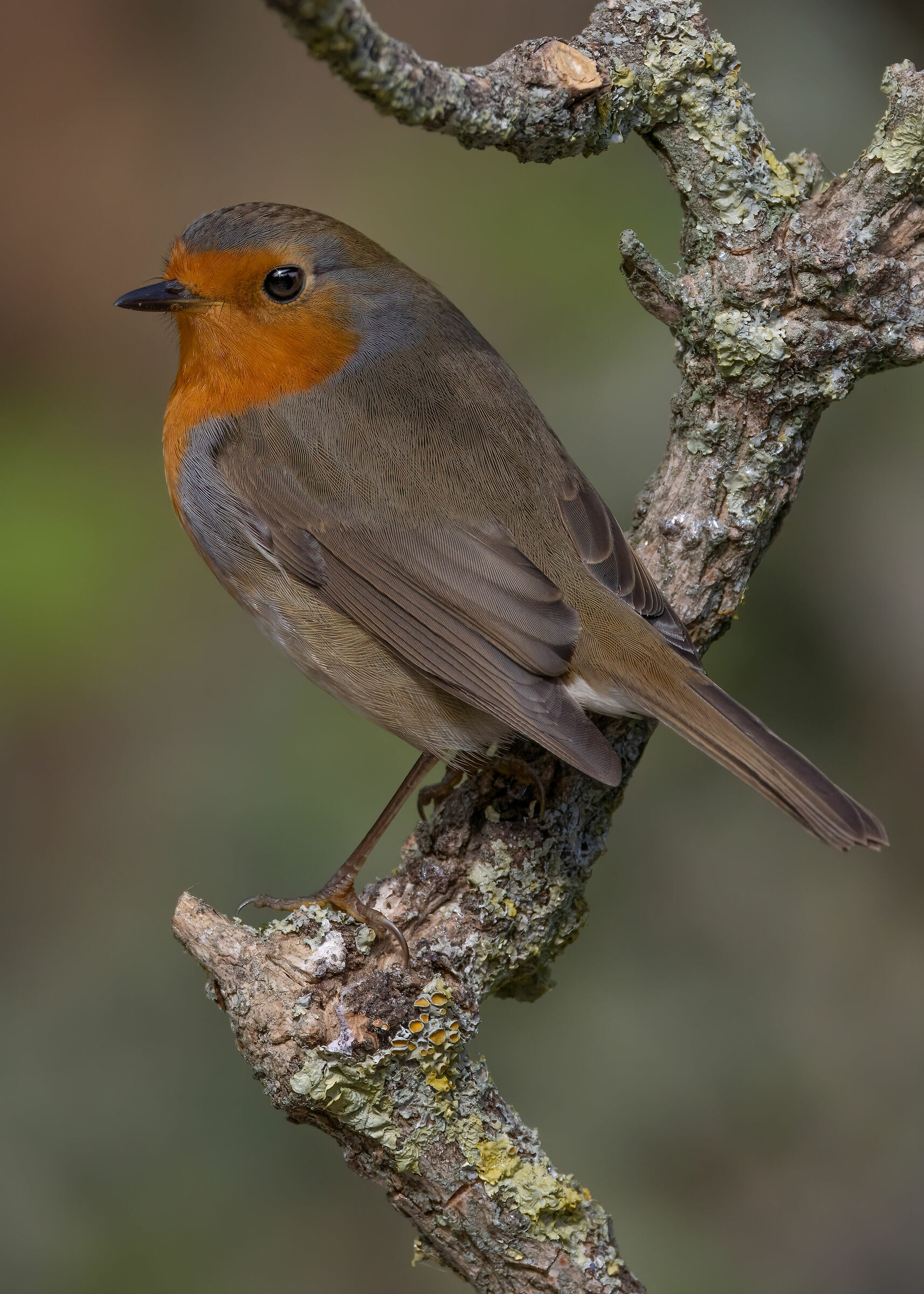 Dominante e territoriale