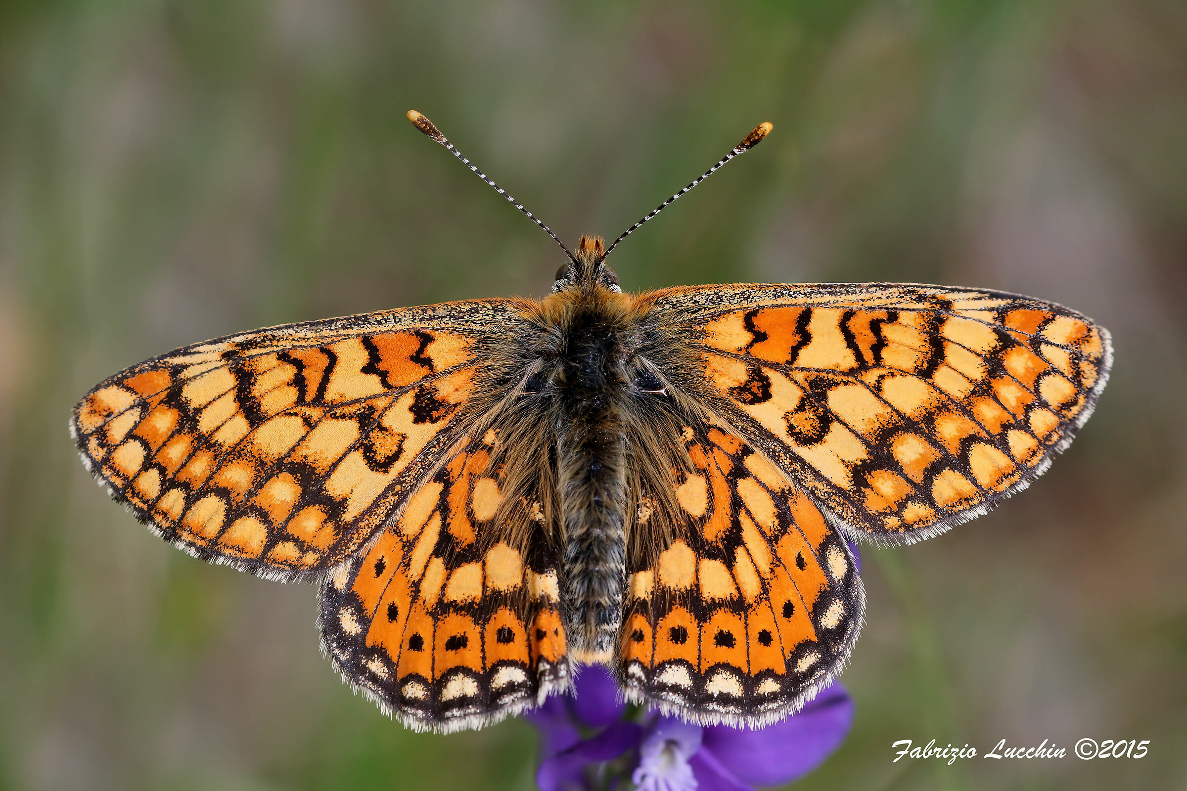 Euphydryas aurinia