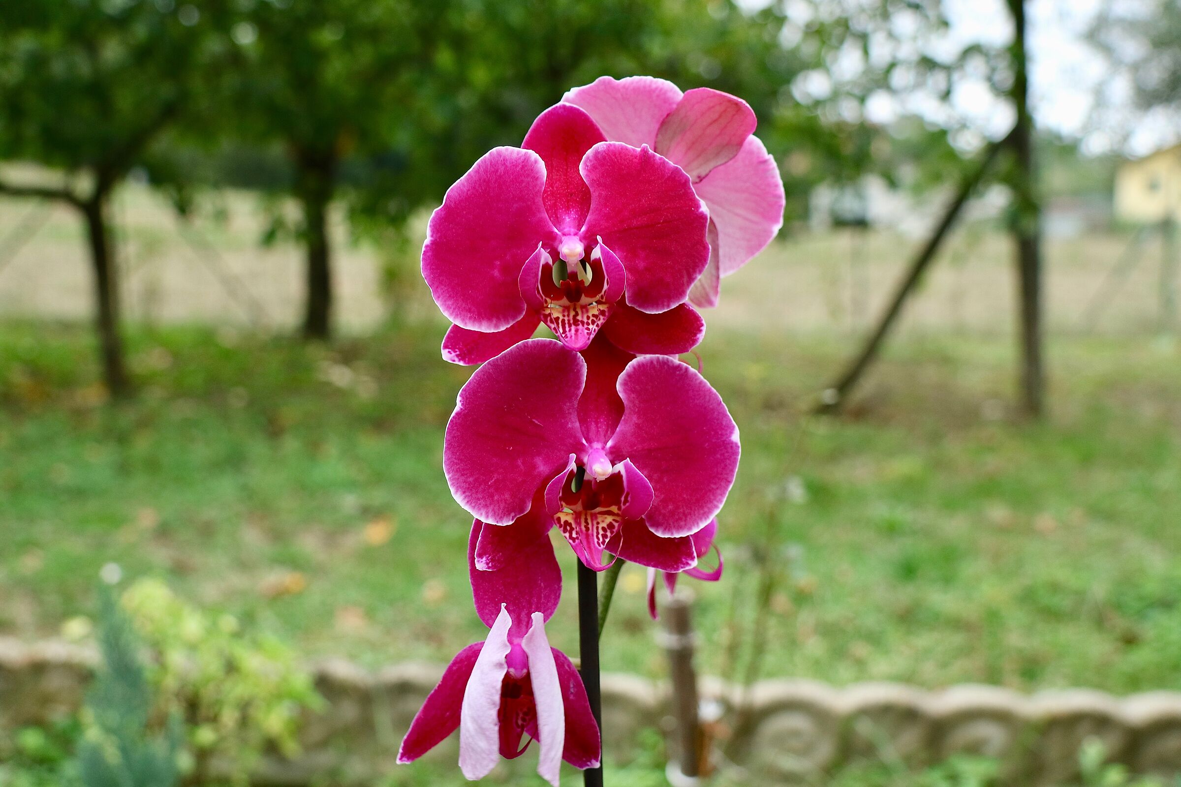 La signora delle orchidee.