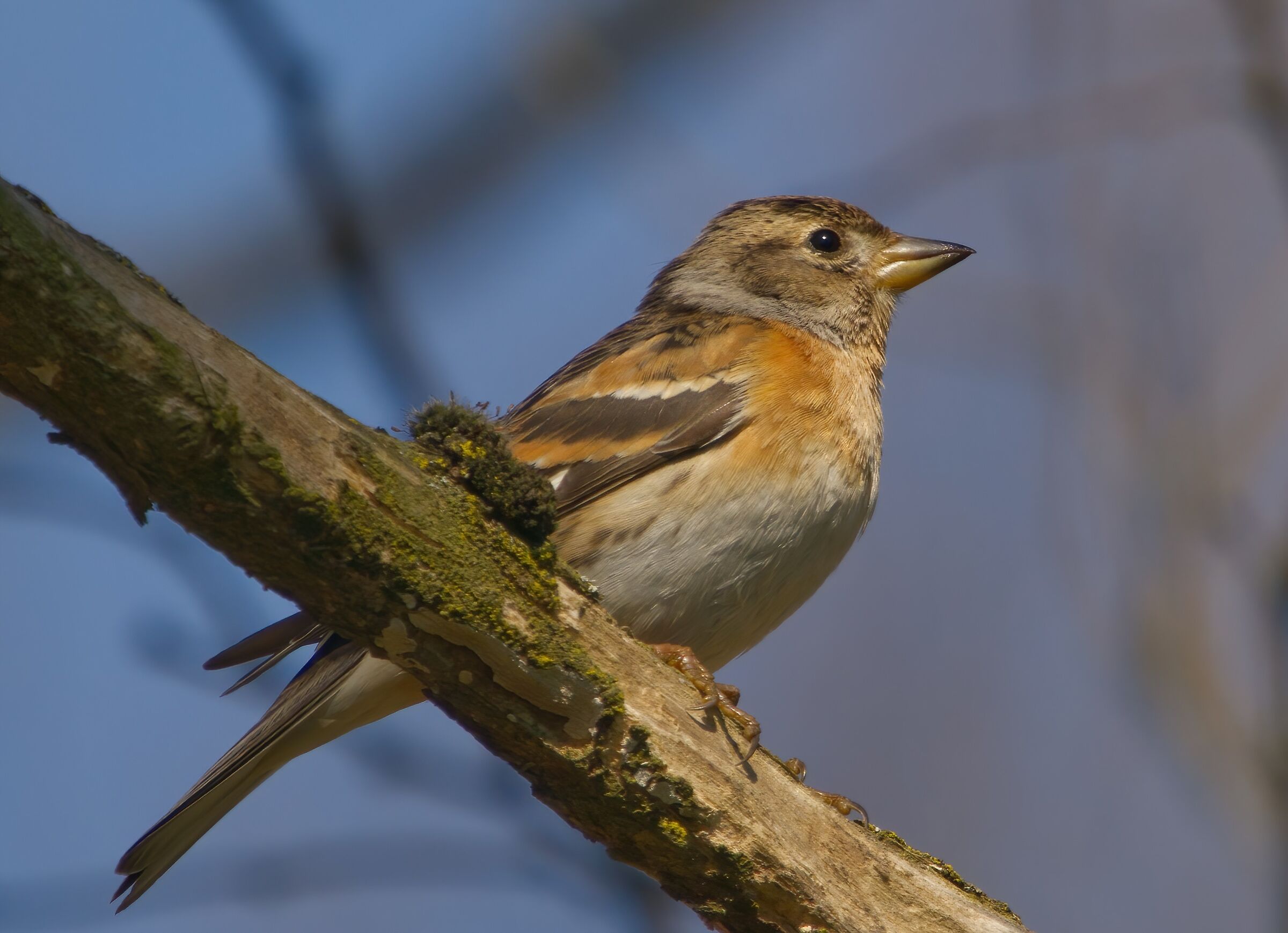 La peppola si gode il sole