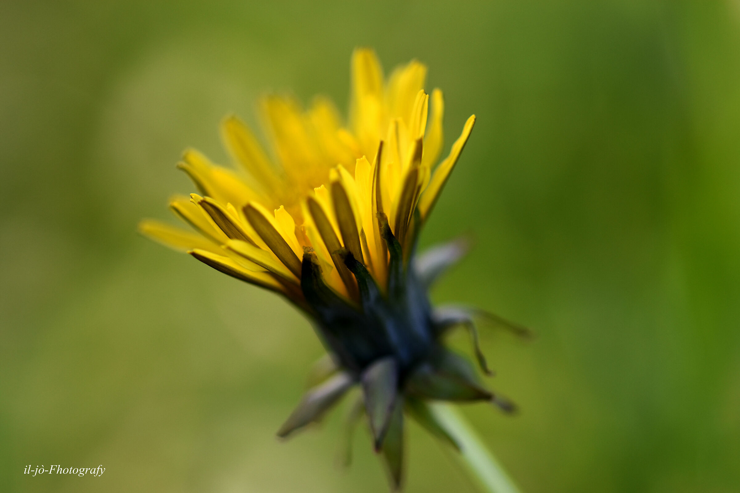 Untitled Photo