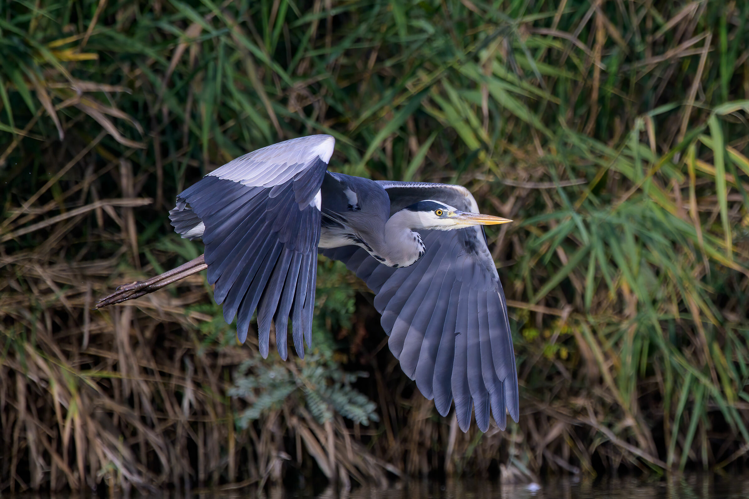 Grey Heron