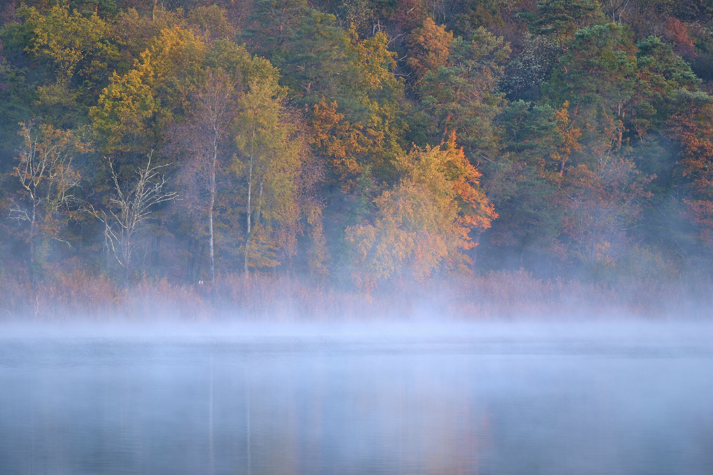 Fog and Autumn on the Lake