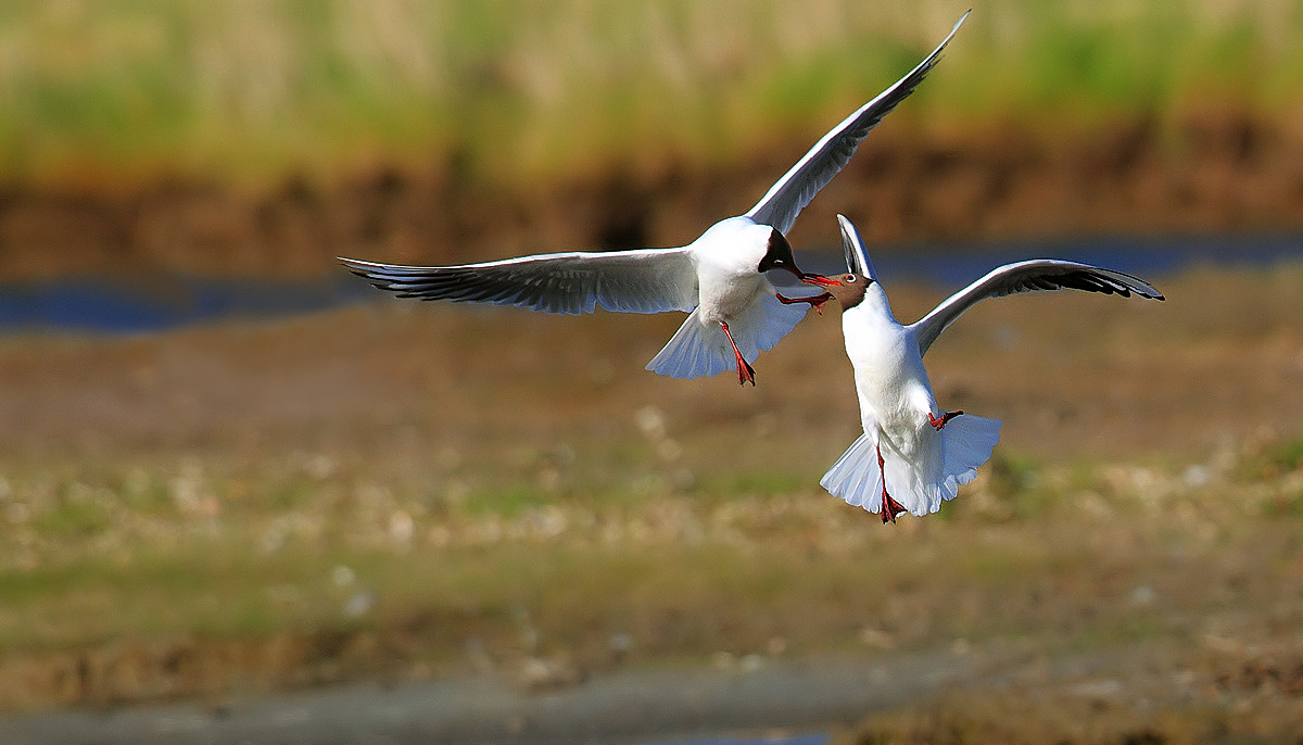 Il bacio volante............................!