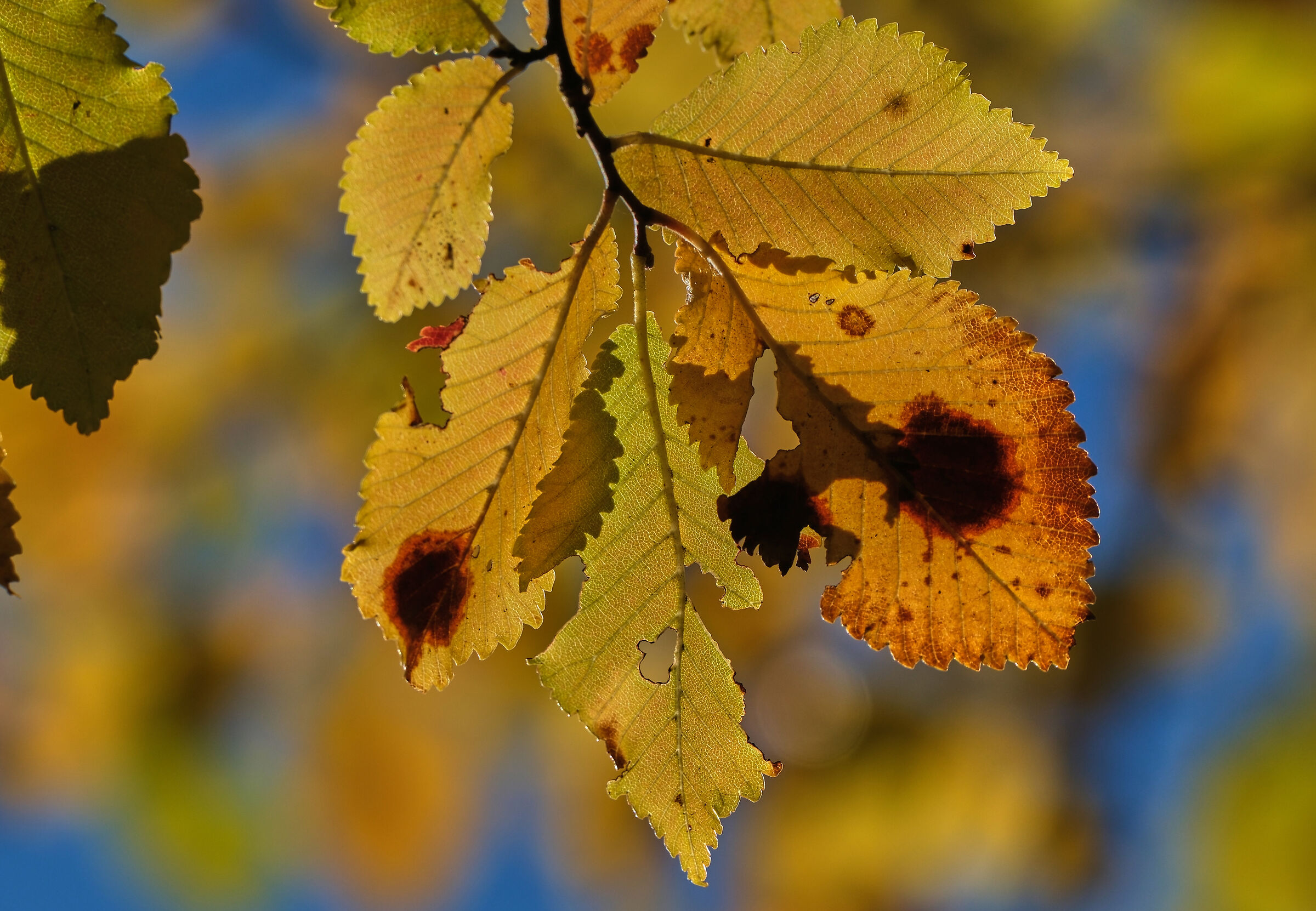 Autunno colore giallo