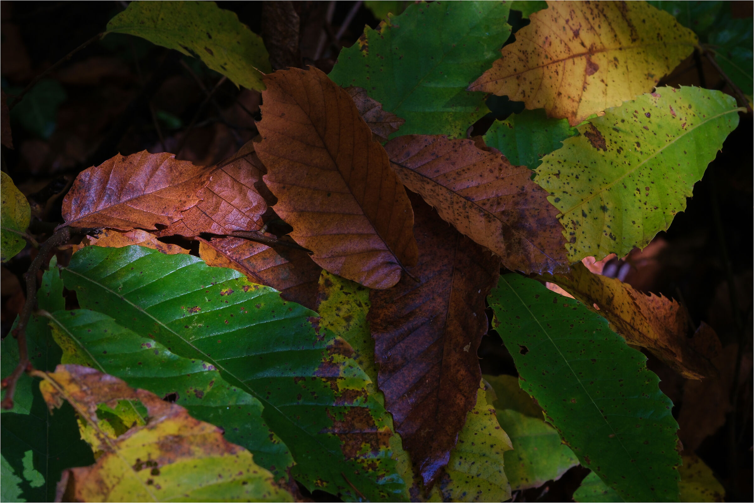 I Colori del Autunno