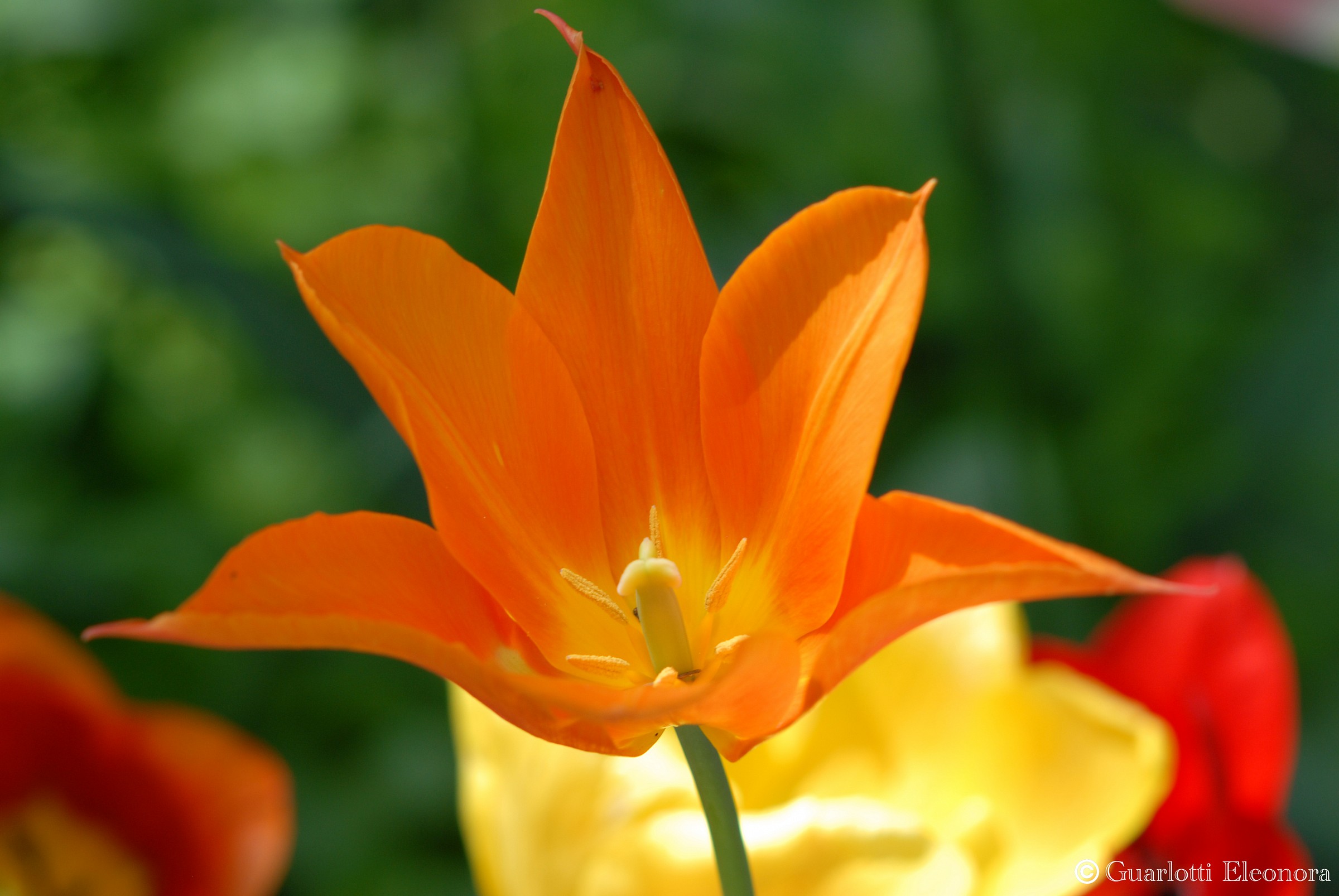 Messer Tulipano 2013