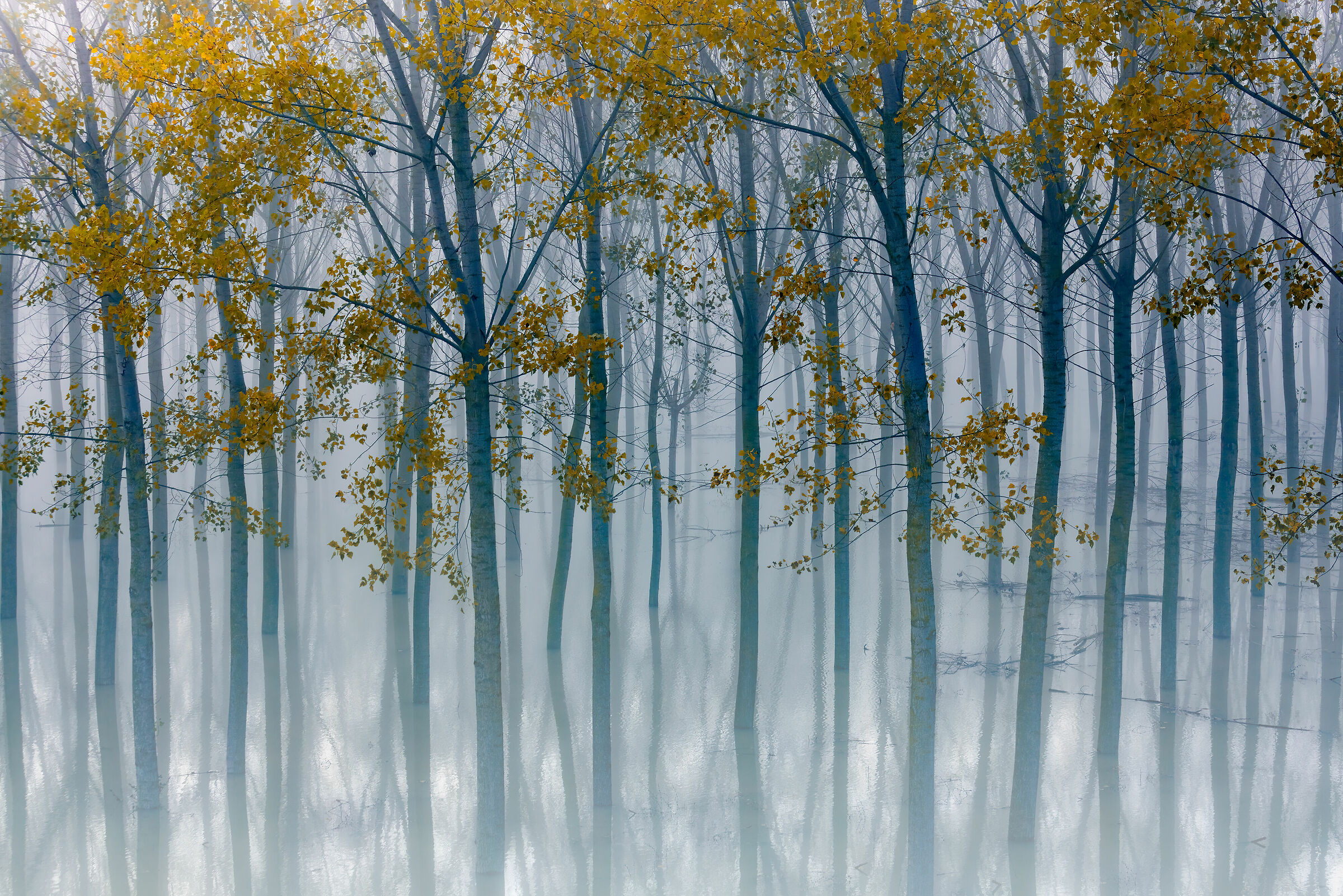 The Po in the floodplain