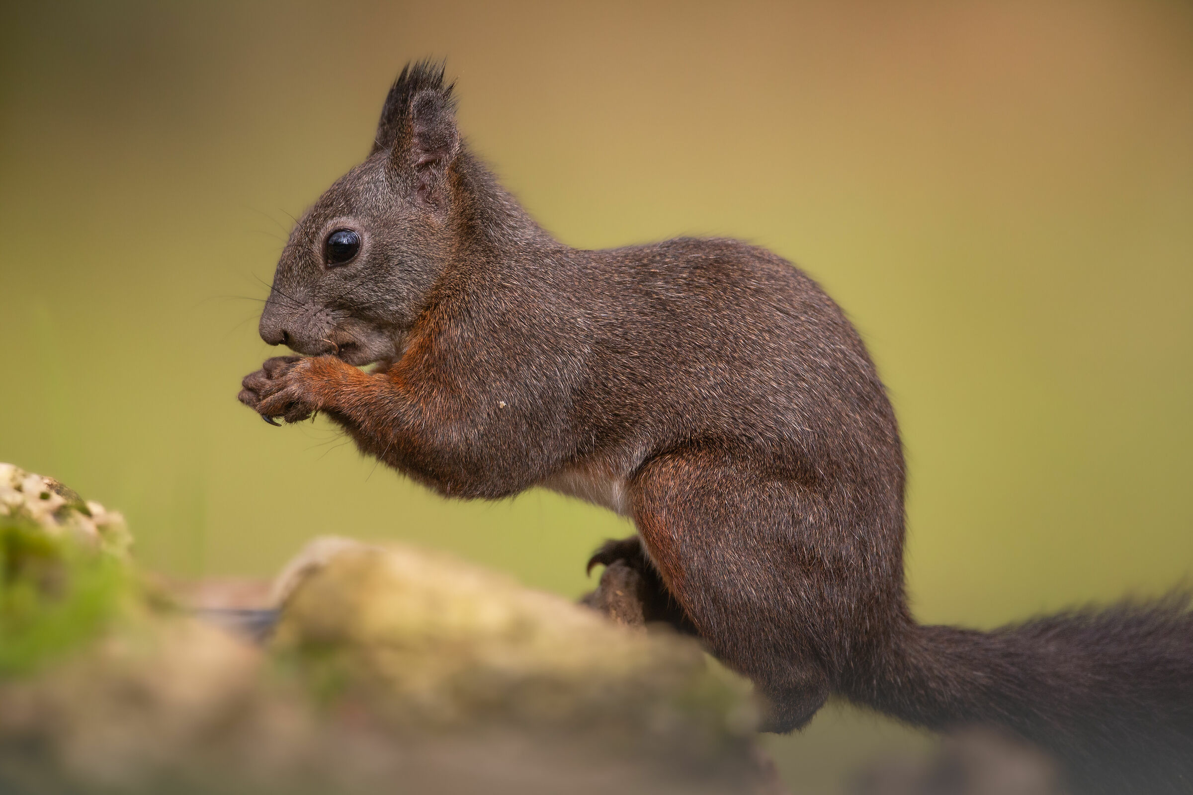 Scoiattolo in profilo