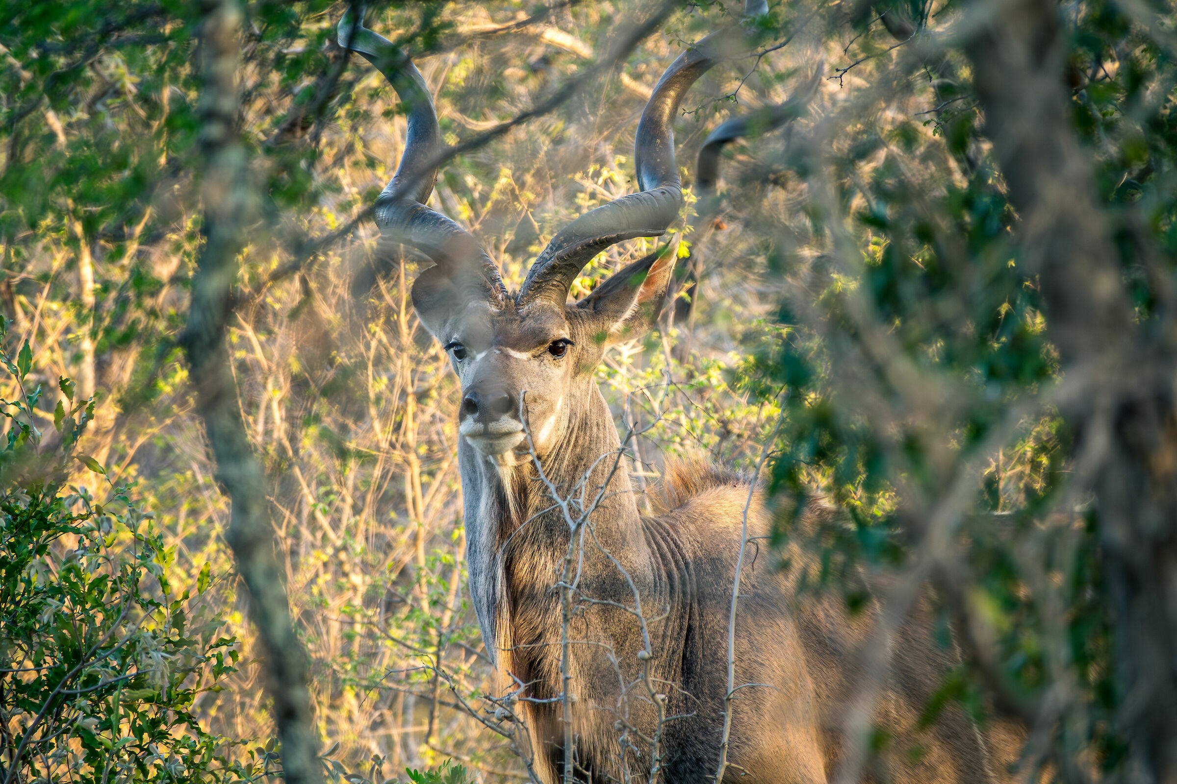 The African Kudu