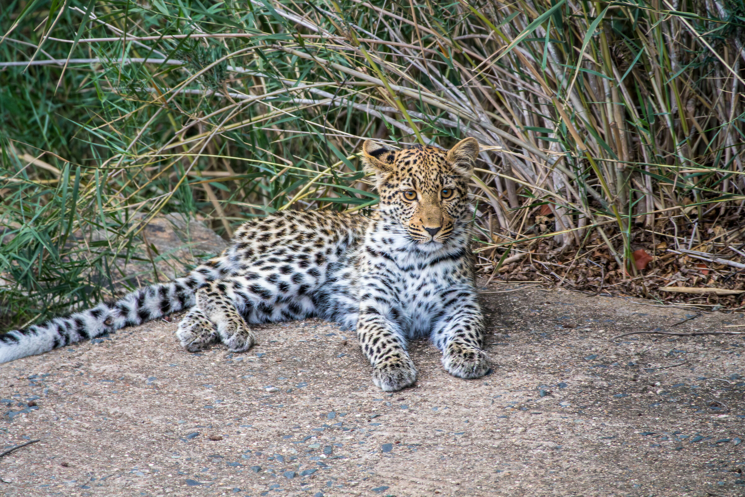 Leopardo ad alti Iso :(